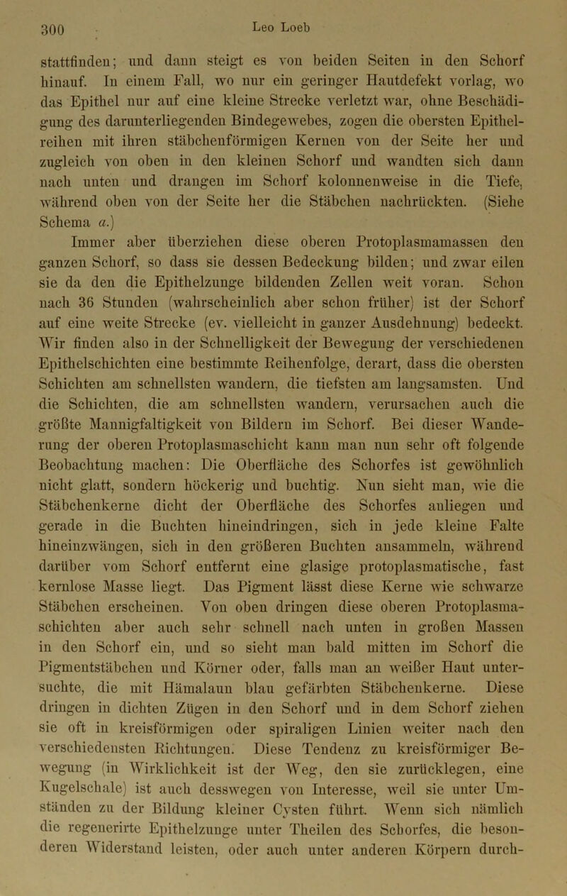 stattfinden; und dann steigt es von beiden Seiten in den Schorf hinauf. In einem Fall, wo nur ein geringer Hautdefekt vorlag, wo das Epithel nur auf eine kleine Strecke verletzt war, ohne Beschädi- gung des darunterliegenden Bindegewebes, zogen die obersten Epithel- reihen mit ihren stäbchenförmigen Kernen von der Seite her und zugleich von oben in den kleinen Schorf und wandten sich dann nach unten und drangen im Schorf kolonnenweise in die Tiefe, während oben von der Seite her die Stäbchen nachrückten. (Siehe Schema a.) Immer aber überziehen diese oberen Protoplasmamassen den ganzen Schorf, so dass sie dessen Bedeckung bilden; und zwar eilen sie da den die Epithelzunge bildenden Zellen weit voran. Schon nach 36 Stunden (wahrscheinlich aber schon früher) ist der Schorf auf eine weite Strecke (ev. vielleicht in ganzer Ausdehnung) bedeckt. Wir finden also in der Schnelligkeit der Bewegung der verschiedenen Epithelschichten eine bestimmte Reihenfolge, derart, dass die obersten Schichten am schnellsten wandern, die tiefsten am langsamsten. Und die Schichten, die am schnellsten wandern, verursachen auch die größte Mannigfaltigkeit von Bildern im Schorf. Bei dieser Wande- rung der oberen Protoplasmaschicht kann man nun sehr oft folgende Beobachtung machen: Die Oberfläche des Schorfes ist gewöhnlich nicht glatt, sondern höckerig und buchtig. Kun sieht man, wie die Stäbchenkerne dicht der Oberfläche des Schorfes auliegen und gerade in die Buchten hineindringen, sich in jede kleine Falte hineinzwängen, sich in den größeren Buchten ansammeln, während darüber vom Schorf entfernt eine glasige protoplasmatische, fast kernlose Masse liegt. Das Pigment lässt diese Kerne wie schwarze Stäbchen erscheinen. Von oben dringen diese oberen Protoplasma- schichten aber auch sehr schnell nach unten in großen Massen in den Schorf ein, und so sieht man bald mitten im Schorf die Pigmeutstäbchen und Körner oder, falls man an weißer Haut unter- suchte, die mit Hämalaun blau gefärbten Stäbchenkerne. Diese dringen in dichten Zügen in den Schorf und in dem Schorf ziehen sie oft in kreisförmigen oder spiraligen Linien weiter nach den verschiedensten Richtungen. Diese Tendenz zu kreisförmiger Be- wegung (in Wirklichkeit ist der Weg, den sie zurücklegen, eine Kugelschale) ist auch desswegen von Interesse, weil sie unter Um- ständen zu der Bildung kleiner Cysten führt. Wenn sich nämlich die regenerirte Epithelzunge unter Theilen des Schorfes, die beson- deren Widerstand leisten, oder auch unter anderen Körpern durch-