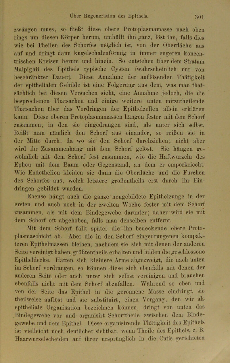 zwängen muss, so fließt diese obere Protoplasmamasse nach oben rings um diesen Körper herum, umhüllt ihn ganz, löst ihn, falls dies wie bei Theilen des Schorfes möglich ist, von der Oberfläche aus auf und dringt dann kugelschalenförmig in immer engeren koncen- trischen Kreisen herum und hinein. So entstehen über dem Stratum Malpighii des Epithels typische Cysten (wahrscheinlich nur von beschränkter Dauer). Diese Annahme der auflösenden Thätigkeit der epithelialen Gebilde ist eine Folgerung aus dem, was man that- sächlich bei diesen Versuchen sieht, eine Annahme jedoch, die die besprochenen Thatsachen und einige weitere unten mitzutheilende Thatsachen über das Vordringen der Epithelzellen allein erklären kann. Diese oberen Protoplasmamassen hängen fester mit dem Schorf zusammen, in den sie eingedrungen sind, als unter sich selbst. Reißt man nämlich den Schorf aus einander, so reißen sie in der Mitte durch, da wo sie den Schorf durchziehen; nicht aber wird ihr Zusammenhang mit dem Schorf gelöst. Sie hängen ge- wöhnlich mit dem Schorf fest zusammen, wie die Haftwurzeln des Epheu mit dem Baum oder Gegenstand, an dem er emporkriecht. Wie Endothelien kleiden sie dann die Oberfläche und die Furchen des Schorfes aus, welch letztere großenteils erst durch ihr Ein- dringen gebildet wurden. Ebenso hängt auch die ganze neugebildete Epithelzunge in der ersten und auch noch in der zweiten Woche fester mit dem Schorf zusammen, als mit dem Bindegewebe darunter; daher wird sie mit dem Schorf oft abgehoben, falls man denselben entfernt. Mit dem Schorf fällt später die ihn bedeckende obere Proto- plasmaschicht ab. Aber die in den Schorf eingedrungenen kompak- teren Epithelmassen bleiben, nachdem sie sich mit denen der anderen Seite vereinigt haben, größtenteils erhalten und bilden die geschlossene Epitheldecke. Platten sich kleinere Arme abgezweigt, die nach unten im Schorf vordrangen, so können diese sich ebenfalls mit denen der anderen Seite oder auch unter sich selbst vereinigen und brauchen ebenfalls nicht mit dem Schorf abzufallen. Während so oben und von der Seite das Epithel in die geronnene Masse eindringt, sie teilweise auflöst und sie substituirt, einen Vorgang, den wir als epitheliale Organisation bezeichnen können, dringt von unten das Bindegewebe vor und organisirt Schorfteile zwischen dem Binde- gewebe und dem Epithel. Diese organisirende Thätigkeit des Epithels ist vielleicht noch deutlicher sichtbar, wenn Theile des Epithels, z. B. Plaarwurzelscheiden auf ihrer ursprünglich in die Cutis gerichteten