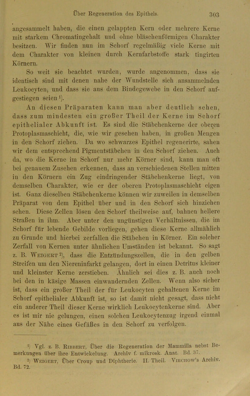 angesammelt haben, die einen gelappten Kern oder mehrere Kerne mit starkem Chromatingehalt und ohne bläschenförmigen Charakter besitzen. Wir finden nun im Schorf regelmäßig viele Kerne mit dem Charakter von kleinen durch Kernfarbstotfe stark tingirten Körnern. So weit sie beachtet wurden, wurde angenommen, dass sie identisch sind mit denen nahe der Wundstelle sich ansammelnden Leukocyten, und dass sie aus dem Bindegewebe in den Schorf auf- gestiegen seien *). An diesen Präparaten kann man aber deutlich sehen, dass zum mindesten ein großer Theil der Kerne im Schorf epithelialer Abkunft ist. Es sind die Stäbchenkerne der oberen Protoplasmaschicht, die, wie wir gesehen haben, in großen Mengen in den Schorf ziehen. Da wo schwarzes Epithel regenerirte, sahen wir dem entsprechend Pigmentstäbchen in den Schorf ziehen. Auch da, wo die Kerne im Schorf nur mehr Körner sind, kann man oft bei genauem Zusehen erkennen, dass an verschiedenen Stellen mitten in den Körnern ein Zug eindringender Stäbchenkerne liegt, von demselben Charakter, wie er der oberen Protoplasmaschicht eigen ist. Ganz dieselben Stäbckenkeme können wir zuweilen in demselben Präparat von dem Epithel über und in den Schorf sich hinziehen sehen. Diese Zellen lösen den Schorf theilweise auf, bahnen hellere Straßen in ihm. Aber unter den ungünstigen Verhältnissen, die im Schorf für lebende Gebilde vorliegen, gehen diese Kerne allmählich zu Grande und hierbei zerfallen die Stäbchen in Körner. Ein solcher Zerfall von Kernen unter ähnlichen Umständen ist bekannt. So sagt z. B. Weigert 1 2), dass die Entzündungszellen, die in den gelben Streifen um den Niereninfarkt gelangen, dort in einen Detritus kleiner und kleinster Kerne zerstieben. Ähnlich sei dies z. B. auch noch hei den in käsige Massen einwandernden Zellen. Wenn also sicher ist, dass ein großer Theil der für Leukocyten gehaltenen Kerne im Schorf epithelialer Abkunft ist, so ist damit nicht gesagt, dass nicht ein anderer Theil dieser Kerne wirklich Leukocytenkerne sind. Aber es ist mir nie gelungen, einen solchen Leukocytenzug irgend einmal aus der Nähe eines Gefäßes in den Schorf zu verfolgen. 1) Vgl. z. B. Ribbbbt, Über die Regeneration der Mammilla nebst Be- merkungen Uber ihre Entwickelung. Archiv f. mikrosk. Anat. Bd. 37. 2) Weigert, Über Croup und Diphtherie. II. Theil. Viuciiow’s Archiv. Bd. 72.