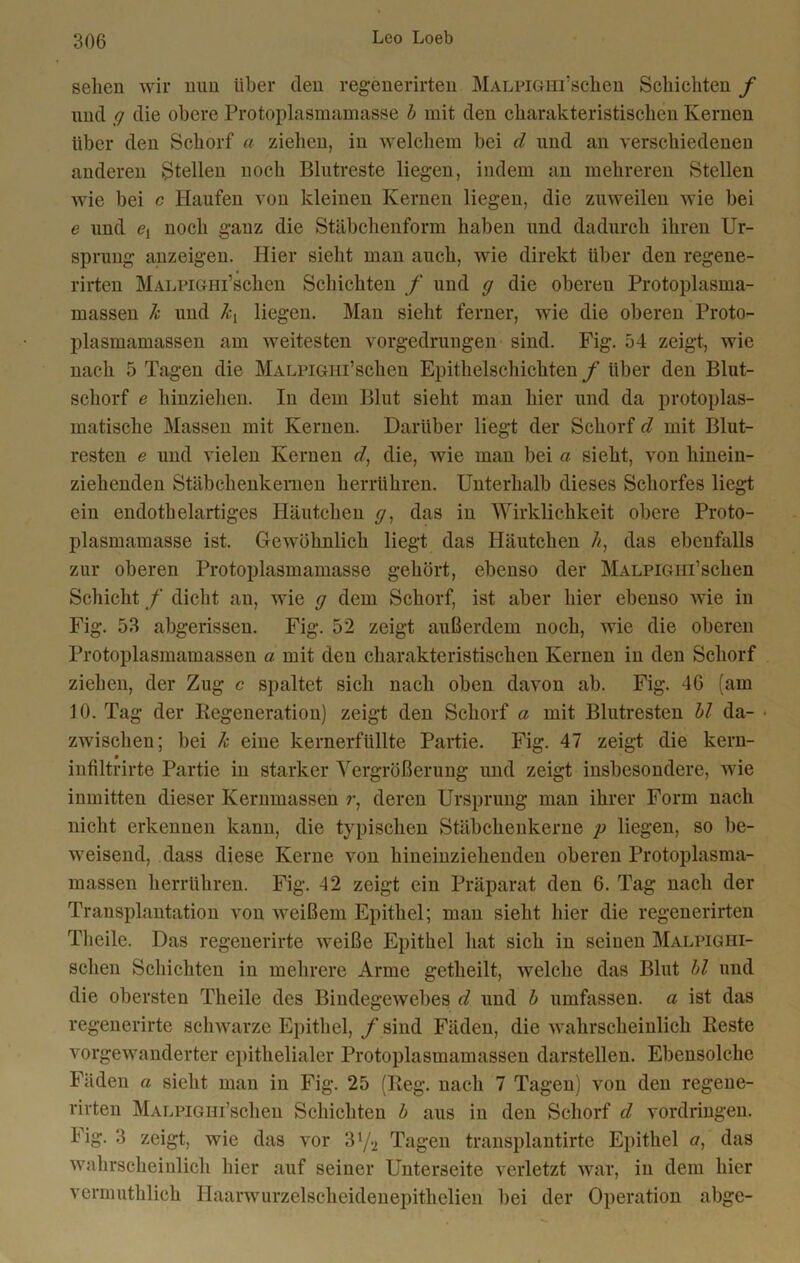 sehen wir nun Uber den regenerirten MALPiGHi’schen Schichten f und ff die obere Protoplasmamasse b mit den charakteristischen Kernen über den Schorf a ziehen, in welchem bei d und an verschiedenen anderen Stellen noch Blutreste liegen, indem an mehreren Stellen wie bei c Haufen von kleinen Kernen liegen, die zuweilen wie bei e und <?, noch ganz die Stäbchenform haben und dadurch ihren Ur- sprung anzeigeu. Hier sieht man auch, wie direkt über deu regene- rirten MALPiGHi’schen Schichten f und ff die oberen Protoplasma- massen Je und liegen. Man sieht ferner, wie die oberen Proto- plasmamassen am weitesten vorgedrungen sind. Fig. 54 zeigt, wie nach 5 Tagen die MALPiGHi’scheu Epithelschichten f über den Blut- schorf e hinziehen. In dem Blut sieht man hier und da protoplas- matische Massen mit Kernen. Darüber liegt der Schorf d mit Blut- resten e und vielen Kernen d, die, wie man bei a sieht, von hinein- ziehenden Stäbchenkemen herrühren. Unterhalb dieses Schorfes liegt ein endothelartiges Häutchen </, das in Wirklichkeit obere Proto- plasmamasse ist. Gewöhnlich liegt das Häutchen li, das ebenfalls zur oberen Protoplasmamasse gehört, ebenso der MALPiGin’schen Schicht f dicht an, wie ff dem Schorf, ist aber hier ebenso wie in Fig. 53 abgerissen. Fig. 52 zeigt außerdem noch, wie die oberen Protoplasmamassen a mit den charakteristischen Kernen in den Schorf ziehen, der Zug c spaltet sich nach oben davon ab. Fig. 46 (am 10. Tag der Regeneration) zeigt den Schorf a mit Blutresten bl da- ■ zwischen; bei k eine kernerfüllte Partie. Fig. 47 zeigt die kern- infiltrirte Partie in starker Vergrößerung und zeigt insbesondere, wie inmitten dieser Kernmassen r, deren Ursprung man ihrer Form nach nicht erkennen kann, die typischen Stäbchenkerne p liegen, so be- weisend, dass diese Kerne von hineinziehenden oberen Protoplasma- massen herrühren. Fig. 42 zeigt ein Präparat den 6. Tag nach der Transplantation von weißem Epithel; man sieht hier die regenerirten Tlieilc. Das regenerirte weiße Epithel hat sich in seinen Malpigiii- sclien Schichten in mehrere Arme getheilt, welche das Blut bl und die obersten Theile des Bindegewebes d und b umfassen, a ist das regenerirte schwarze Epithel, /'sind Fäden, die wahrscheinlich Reste vorgewanderter epithelialer Protoplasmamassen darstellen. Ebensolche Fäden a sieht man in Fig. 25 (Reg. nach 7 Tagen) von den regene- rirten MALPiGHi’schen Schichten b aus in den Schorf d Vordringen. Fig. 3 zeigt, wie das vor 31/2 Tagen transplantirte Epithel a, das wahrscheinlich hier auf seiner Unterseite verletzt war, in dem hier vermuthlich llaarwurzelscheidenepithclien bei der Operation abge-