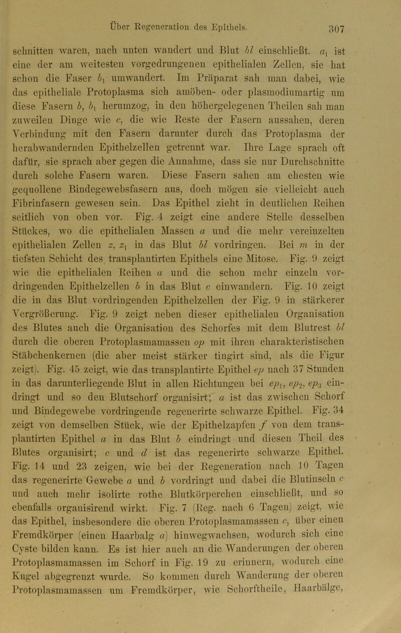 schnitten waren, nacli unten wandert und Blut bl einschließt, a, ist eine der am weitesten vorgedrungenen epithelialen Zellen, sie hat schon die Faser bx umwandert. Im Präparat sah man dabei, wie das epitheliale Protoplasma sich amöben- oder plasmodiumartig um diese Fasern b, 6, herumzog, in den höhergelegenen Theilen sah man zuweilen Dinge wie c, die wie Reste der Fasern aussahen, deren Verbindung mit den Fasern darunter durch das Protoplasma der herabwandernden Epithelzellen getrennt war. Ihre Lage sprach oft dafür, sie sprach aber gegen die Annahme, dass sie nur Durchschnitte durch solche Fasern waren. Diese Fasern sahen am ehesten wie gequollene Bindegewebsfasern aus, doch mögen sie vielleicht auch Fibrinfasern gewesen sein. Das Epithel zieht in deutlichen Reihen seitlich von oben vor. Fig. 4 zeigt eine andere Stelle desselben Stückes, wo die epithelialen Massen a und die mehr vereinzelten epithelialen Zellen z, z, in das Blut bl Vordringen. Bei m in der tiefsten Schicht des transplantirten Epithels eine Mitose. Fig. 9 zeigt wie die epithelialen Reihen a und die schon mehr einzeln vor- dringenden Epithelzellen b in das Blut c einwandern. Fig. 10 zeigt die in das Blut vordringenden Epithelzellen der Fig. 9 in stärkerer Vergrößerung. Fig. 9 zeigt neben dieser epithelialen Organisation des Blutes auch die Organisation des Schorfes mit dem Blutrest bl durch die oberen Protoplasmamassen op mit ihren charakteristischen Stäbchenkernen (die aber meist stärker tingirt sind, als die Figur zeigt). Fig. 45 zeigt, wie das transplantirte Epithel ep nach 37 Stunden in das darunterliegende Blut in allen Richtungen bei epu ep-2, ep$ ein- dringt und so den Blutschorf organisirt; a ist das zwischen Schorf und Bindegewebe vordringende regenerirte schwarze Epithel. Fig. 34 zeigt von demselben Stück, wie der Epithelzapfen f von dem trans- plantirten Epithel a in das Blut b eindringt und diesen Tlieil des Blutes organisirt; c und cl ist das regenerirte schwarze Epithel. Fig. 14 und 23 zeigen, wie bei der Regeneration nach 10 Tagen das regenerirte Gewebe a und b vordringt und dabei die Blutinseln c und auch mehr isolirte rothe Blutkörperchen einschließt, und so ebenfalls orgauisirend wirkt. Fig. 7 (Reg. nach 6 Tagen) zeigt, wie das Epithel, insbesondere die oberen Protoplasmamassen c, über einen Fremdkörper (einen Haarbalg «) hinwegwachsen, wodurch sich eine Cyste bilden kann. Es ist hier auch an die Wanderungen der oberen Protoplasmamassen im Schorf in Fig. 19 zu erinnern, wodurch eine Kugel abgegrenzt wurde. So kommen durch Wanderung der oberen Protoplasmamassen um Fremdkörper, wie Schorftlieile, Haarbälge,