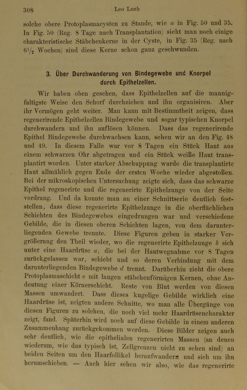 solche obere Protoplasmacysten zu Stande, wie a in Fig. 50 und 35. In Fig. 50 (Reg. 8 Tage nach Transplantation) sieht man noch einige charakteristische Stäbchenkerne in der Cyste, in Fig. 35 (Reg. nach 6Y2 Wochen) sind diese Kerne schon ganz geschwunden. 3. Über Durchwanderung von Bindegewebe und Knorpel durch Epithelzellen. Wir haben oben gesehen, dass Epithelzellen auf die mannig- faltigste Weise den Schorf durchziehen und ihn organisiren. Aber ihr Vermögen geht weiter. Man kann mit Bestimmtheit zeigen, dass regenerirende Epithelzellen Bindegewebe und sogar typischen Knorpel durchwandern und ihn auflösen können. Dass das regenerirende Epithel Bindegewebe durchwachsen kann, sehen wir an den Fig. 48 und 49. In diesem Falle war vor 8 Tagen ein Stück Haut aus einem schwarzen Ohr abgetragen und ein Stück weiße Haut trans- plantirt worden. Unter starker Abschuppung wurde die transplantirte Haut allmählich gegen Ende der ersten Woche wieder abgestoßen. Bei der mikroskopischen Untersuchung zeigte sich, dass das schwarze Epithel regenerirte und die regenerirte Epithelzunge von der Seite vordrang. Und da konnte man an einer Schnittserie deutlich fest- stellen, dass diese regenerirte Epithelzunge in die oberflächlichen Schichten des Bindegewebes eingedrungen war und verschiedene Gebilde, die in diesen oberen Schichten lagen, von dem darunter- liegenden Gewebe trennte. Diese Figuren geben in starker Ver- größerung den Tlieil wieder, wo die regenerirte Epithelzunge b sich unter eine Haardrüse a, die bei der Hautwegnahme vor 8 Tagen zurückgelassen war, schiebt und so deren Verbindung mit dem darunterliegenden Bindegewebe d trennt. Darüberhin zieht die obere Protoplasmaschicht c mit langen stäbchenförmigen Kernen, ohne An- deutung einer Körnerschicht. Reste von Blut werden von diesen Massen umwandert. Dass dieses kugelige Gebilde wirklich eine Haardrüse ist, zeigten andere Schnitte, wo man alle Übergänge von diesen Figuren zu solchen, die noch viel mehr Haardrüsencharakter zeigt, fand. Späterhin wird noch auf diese Gebilde in einem anderen Zusammenhang zurückgekommen werden. Diese Bilder zeigen auch sehr deutlich, wie die epithelialen regenerirten Massen (an denen wiederum, nie das typisch ist, Zellgrenzen nicht zu sehen sind) an beiden Seiten um den Haarfollikel heraufwandern und sich um ihn hei umschieben. Auch hier sehen wir also, wie das regenerirte