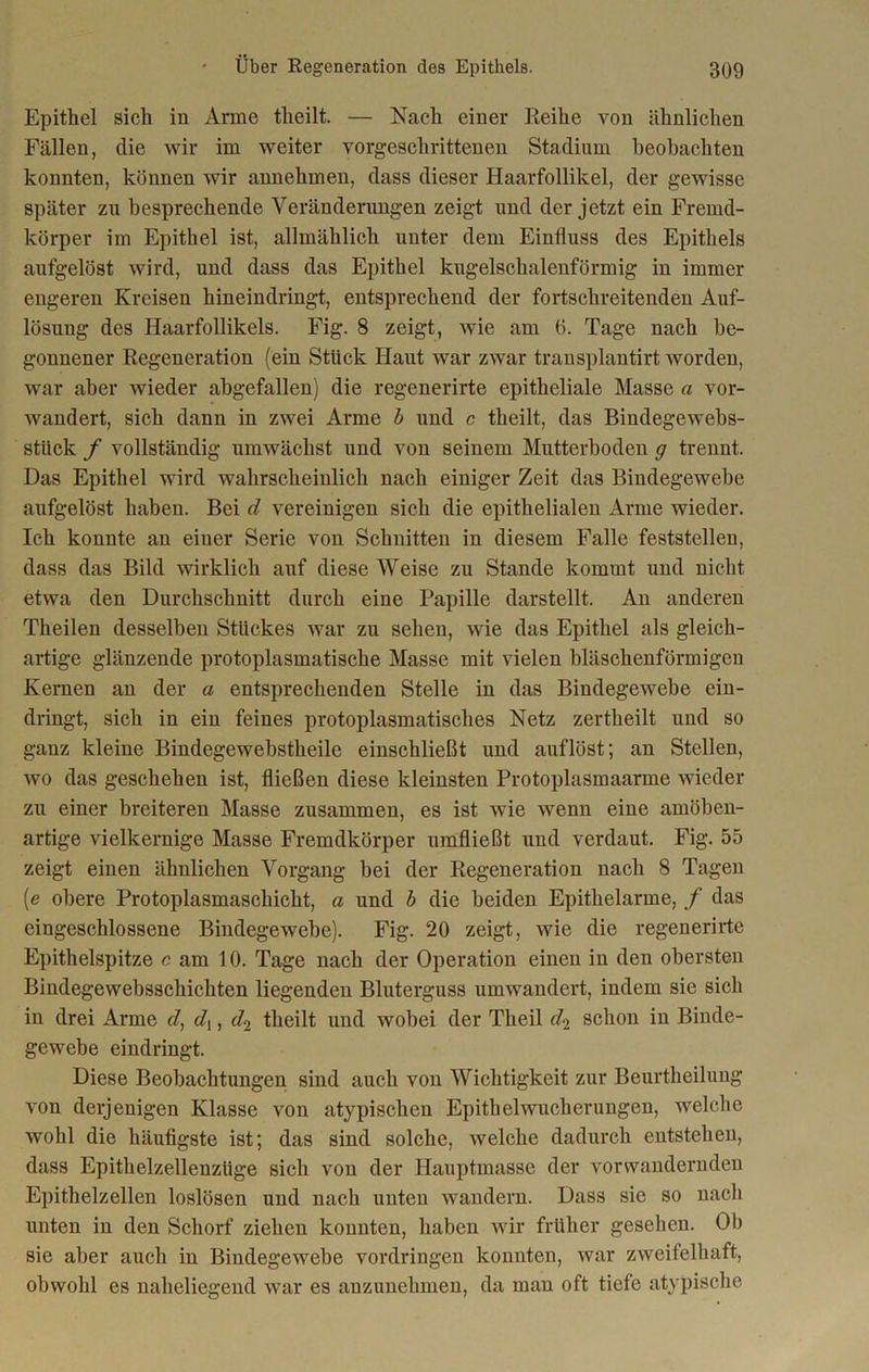 Epithel sich in Arme theilt. — Nach einer Reihe von ähnlichen Fällen, die wir im weiter vorgeschrittenen Stadium beobachten konnten, können wir annehmen, dass dieser Haarfollikel, der gewisse später zu besprechende Veränderungen zeigt und der jetzt ein Fremd- körper im Epithel ist, allmählich unter dem Einfluss des Epithels aufgelöst wird, und dass das Epithel kugelschalenförmig in immer engeren Kreisen hineindringt, entsprechend der fortschreitenden Auf- lösung des Haarfollikels. Fig. 8 zeigt, wie am 0. Tage nach be- gonnener Regeneration (ein Stück Haut war zwar transplantirt worden, war aber wieder abgefallen) die regenerirte epitheliale Masse a vor- wandert, sich dann in zwei Arme b und c theilt, das Biudegewebs- stiick f vollständig umwächst und von seinem Mutterboden g trennt. Das Epithel wird wahrscheinlich nach einiger Zeit das Bindegewebe aufgelöst haben. Bei d vereinigen sich die epithelialen Arme wieder. Ich konnte an einer Serie von Schnitten in diesem Falle feststellen, dass das Bild wirklich auf diese Weise zu Stande kommt und nicht etwa den Durchschnitt durch eine Papille darstellt. An anderen Theilen desselben Stückes war zu sehen, wie das Epithel als gleich- artige glänzende protoplasmatische Masse mit vielen bläschenförmigen Kernen an der a entsprechenden Stelle in das Bindegewebe ein- dringt, sich in ein feines protoplasmatisches Netz zertheilt und so ganz kleine Bindegewebstheile einschließt und auflöst; an Stellen, wo das geschehen ist, fließen diese kleinsten Protoplasmaarme wieder zu einer breiteren Masse zusammen, es ist wie wenn eine amöben- artige vielkernige Masse Fremdkörper umfließt und verdaut. Fig. 55 zeigt einen ähnlichen Vorgang bei der Regeneration nach 8 Tagen [e obere Protoplasmaschicht, a und b die beiden Epithelarme, f das eingeschlossene Bindegewebe). Fig. 20 zeigt, wie die regenerirte Epithelspitze c am 10. Tage nach der Operation einen in den obersten Bindegewebsschichten liegenden Bluterguss umwandert, indem sie sich in drei Arme d, c/,, d2 theilt und wobei der Theil d2 schon in Binde- gewebe eindringt. Diese Beobachtungen sind auch von Wichtigkeit zur Beurtheilung von derjenigen Klasse von atypischen Epithel Wucherungen, welche wohl die häufigste ist; das sind solche, welche dadurch entstehen, dass Epithelzellenzüge sich von der Hauptmasse der vorwnndernden Epithelzellen loslösen und nach unten wandern. Dass sie so nach unten in den Schorf ziehen konnten, haben wir früher gesehen. Ol) sie aber auch in Bindegewebe Vordringen konnten, war zweifelhaft, obwohl es naheliegend war es anzunehmen, da man oft tiefe atypische