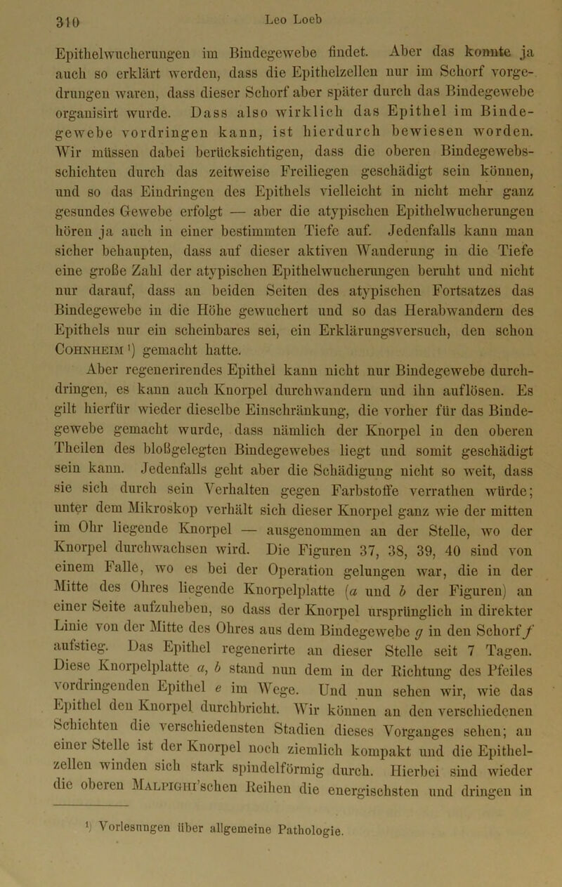 Epithelwucherungen im Bindegewebe findet. Aber das konnte ja auch so erklärt werden, dass die Epithelzellen nur im Schorf vorge- drungen waren, dass dieser Schorf aber später durch das Bindegewebe organisirt wurde. Dass also wirklich das Epithel im Binde- gewebe Vordringen kann, ist hierdurch bewiesen worden. Wir müssen dabei berücksichtigen, dass die oberen Bindegewebs- schichteu durch das zeitweise Freiliegen geschädigt sein können, und so das Eindringen des Epithels vielleicht in nicht mehr ganz gesundes Gewebe erfolgt — aber die atypischen Epithelwucherungen hören ja auch in einer bestimmten Tiefe auf. Jedenfalls kann man sicher behaupten, dass auf dieser aktiven Wanderung in die Tiefe eine große Zahl der atypischen Epithelwucherungen beniht und nicht nur darauf, dass au beiden Seiten des atypischen Fortsatzes das Bindegewebe in die Höhe gewuchert und so das Herabwandern des Epithels nur ein scheinbares sei, ein Erklärungsversuch, den schon Cohnheim1) gemacht hatte. Aber regenerirendes Epithei kann nicht nur Bindegewebe durch- dringen, es kann auch Knorpel durchwandern und ihn auflösen. Es gilt hierfür wieder dieselbe Einschränkung, die vorher für das Binde- gewebe gemacht wurde, dass nämlich der Knorpel in den oberen Theilen des bloßgelegten Bindegewebes liegt und somit geschädigt sein kann. Jedenfalls geht aber die Schädigung nicht so weit, dass sie sich durch sein Verhalten gegen Farbstoffe verrathen würde; unter dem Mikroskop verhält sich dieser Knorpel ganz wie der mitten im Ohr liegende Knorpel — ausgenommen an der Stelle, wo der Knorpel durchwachsen wird. Die Figuren 37, 38, 39, 40 sind von einem balle, wo es bei der Operation gelungen war, die in der Mitte des Ohres liegende Knorpelplatte (a und b der Figuren) an einer beite aufzuheben, so dass der Knorpel ursprünglich in direkter Linie v on der Mitte des Ohres aus dem Bindegewebe g in den Schorf/' aufstieg. Das Epithel regenerirte an dieser Stelle seit 7 Tagen. Diese Knorpelplatte a, b stand nun dem in der Richtung des Pfeiles \ ordiingenden Epithel e im Wege. Und nun sehen wir, wie das Epithel den Knorpel durchbricht. Wir können an den verschiedenen Schichten die verschiedensten Stadien dieses Vorganges sehen; au einer Stelle ist der Knorpel noch ziemlich kompakt und die Epithel- zellen winden sich stark spindelförmig durch. Hierbei sind wieder die obeien Malpigiii sehen Reihen die energischsten und dringen in l) Vorlesungen über allgemeine Pathologie.