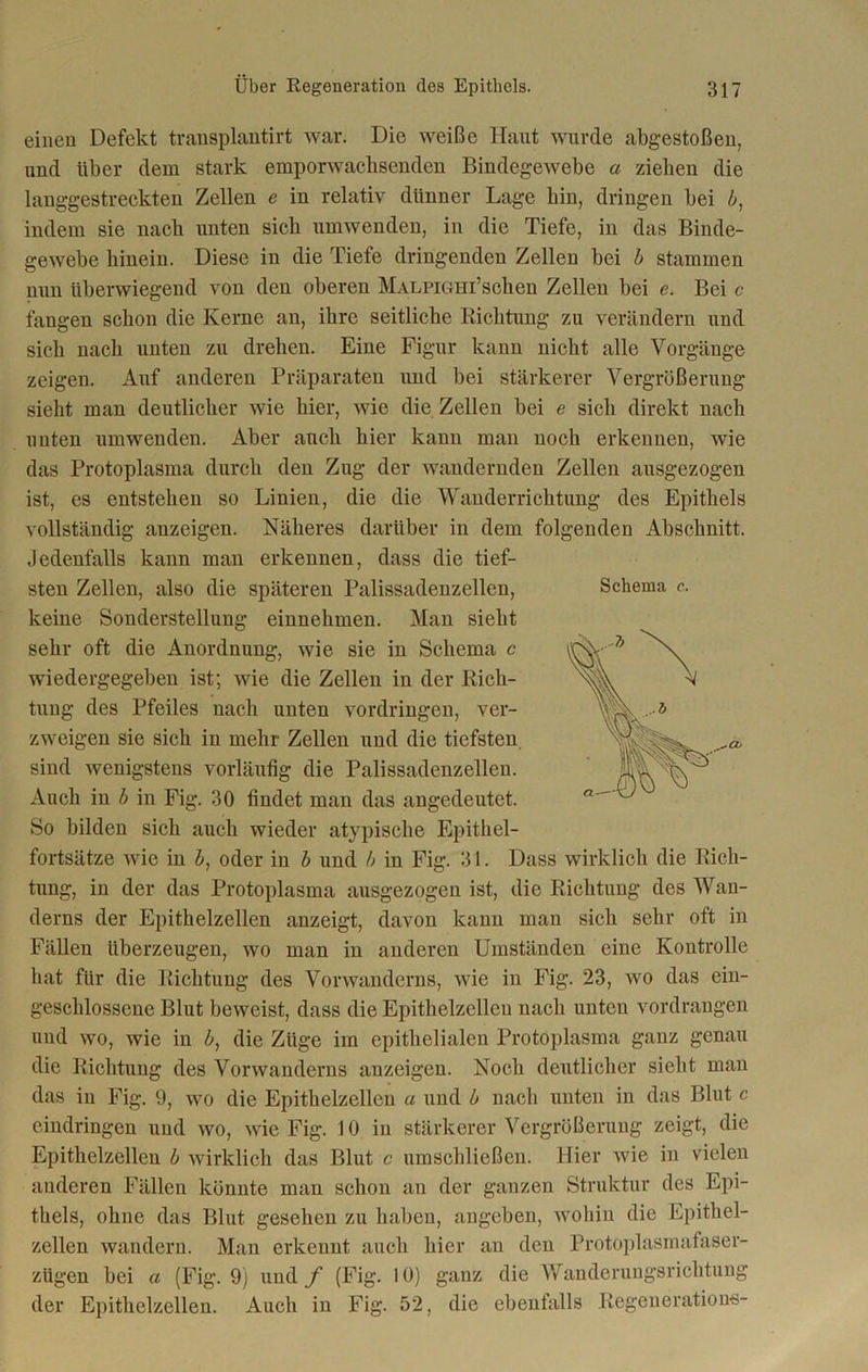 einen Defekt transplantirt war. Die weiße Haut wurde abgestoßen, und über dem stark emporwachsenden Bindegewebe a ziehen die langgestreckten Zellen e in relativ dünner Lage bin, dringen bei b, indem sie nach unten sich umwenden, in die Tiefe, in das Binde- gewebe hinein. Diese in die Tiefe dringenden Zellen bei b stammen nun überwiegend von den oberen MALPiGHi’schen Zellen bei e. Bei c fangen schon die Kerne an, ihre seitliche Richtung zu verändern und sich nach unten zu drehen. Eine Figur kann nicht alle Vorgänge zeigen. Auf anderen Präparaten und bei stärkerer Vergrößerung siebt man deutlicher wie hier, wie die Zellen bei e sich direkt nach unten umwenden. Aber auch hier kann man noch erkennen, wie das Protoplasma durch den Zug der wandernden Zellen ausgezogen ist, es entstehen so Linien, die die Wanderrichtung des Epithels vollständig anzeigen. Näheres darüber in dem folgenden Abschnitt. Jedenfalls kann man erkennen, dass die tief- sten Zellen, also die späteren Palissadenzellen, Schema c. keine Sonderstellung einnehmen. Man sieht sehr oft die Anordnung, wie sie in Schema c wiedergegeben ist; wie die Zellen in der Rich- tung des Pfeiles nach unten Vordringen, ver- zweigen sie sich in mehr Zellen und die tiefsten sind wenigstens vorläufig die Palissadenzellen. Auch in b in Fig. 30 findet man das angedeutet. So bilden sich auch wieder atypische Epithel- fortsätze wie in b, oder in b und b in Fig. 31. Dass wirklich die Rich- tung, in der das Protoplasma ausgezogen ist, die Richtung des Wan- derns der Epithelzellen anzeigt, davon kann man sich sehr oft in Fällen überzeugen, wo man in anderen Umständen eine Kontrolle hat für die Richtung des Vorwanderns, wie in Fig. 23, wo das ein- geschlossene Blut beweist, dass die Epithelzellcu nach unten vordrangen und wo, wie in b, die Züge im epithelialen Protoplasma ganz genau die Richtung des Vorwanderns anzeigen. Noch deutlicher sieht man das in Fig. 9, wo die Epithelzellen a und b nach unten in das Blut c eindringen und wo, wie Fig. 10 in stärkerer Vergrößerung zeigt, die Epithelzellen b wirklich das Blut c umschließen. Hier wie in vielen anderen Fällen könnte man schon an der ganzen Struktur des Epi- thels, ohne das Blut gesehen zu haben, angeben, wohin die Epithel- zellen wandern. Man erkennt auch hier an den Protoplasmafaser- zügen bei a (Fig. 9) und f (Fig. 10) ganz die Wanderungsrichtung der Epithelzellen. Auch in Fig. 52, die ebenfalls Regeneration«-