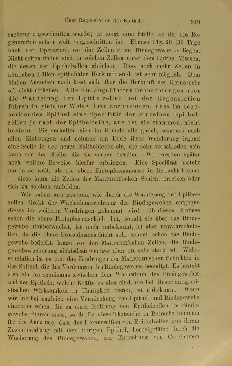 Buchung abgesclmitten wurde; es zeigt eine Stelle, au der die Re- generation schon weit vorgeschritten ist. Ebenso Fig. 29 $6 Tage nach der Operation), wo die Zellen c im Bindegewebe ci liegen. Nicht selten finden sich in solchen Zellen unter dem Epithel Mitosen, die denen der Epithelzellen gleichen. Dass noch mehr Zellen in ähnlichen Fällen epithelialer Herkunft sind, ist sehr möglich. Dem bloßen Aussehen nach lässt sich über die Herkunft der Kerne sehr oft nicht urtheilen. Alle die angeführten Beobachtungen über die Wanderung der Epithel zellen bei der Regeneration führen in gleicher Weise dazu anzunehmen, dass im rege- nerirenden Epithel eine Specifität der einzelnen Epithel- zellen je nach der Epithelreihe, aus der sie stammen, nicht besteht. Sie verhalten sich im Grunde alle gleich, wandern nach allen Richtungen und nehmen am Ende ihrer Wanderung irgend eine Stelle in der neuen Epitheldecke ein, die sehr verschieden sein kann von der Stelle, die sie vorher besaßen. Wir werden später noch weitere Beweise hierfür erbringen. Eine Specifität besteht nur in so weit, als die obere Protoplasmamasse in Betracht kommt — diese kann nie Zellen der MALPiGin’schen Schicht ersetzen oder sich zu solchen umbilden. Wir haben nun gesehen, wie durch die Wanderung der Epithel- zellen direkt der Wachsthumsrichtung des Bindegewebes entgegen dieses im weiteren Vordringen gehemmt wird. Ob diesen Einfluss schon die obere Protoplasmaschicht hat, sobald sie über das Binde- gewebe hinüberwächst, ist noch unbekannt, ist aber unwahrschein- lich, da die obere Protoplasmaschicht sehr schnell schon das Binde- gewebe bedeckt, lange vor den MALPiGin’schen Zellen, die Binde- gewebswucherung nichtsdestoweniger aber oft sehr stark ist. Wahr- scheinlich ist es erst das Eindringen der MALPiGHi’schen Schichten in das Epithel, die das Vordringen des Bindegewebes beendigt. Es besteht also ein Antagonismus zwischen dem Wachsthum des Bindegewebes und des Epithels; welche Kräfte es aber sind, die bei dieser antagoni- stischen Wirksamkeit in Thätigkeit treten, ist unbekannt. Wenn wir hierbei zugleich eine Vermischung von Epithel und Bindegewebe eintreten sehen, die zu einer Isolirung von Epithelzellen im Binde- gewebe führen muss, so dürfte diese Thatsache in Betracht kommen für die Annahme, dass das Herausreißen von Epithelzellen aus ihrem Zusammenhang mit dem übrigen Epithel, herbeigeführt durch die Wucherung des Bindegewebes, zur Entstehung von Careinomen