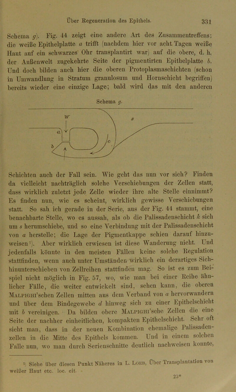 Schema g). Fig. 44 zeigt eine andere Art des Zusammentreffens: die weiße Epitlielplatte a trifft (nachdem hier vor acht Tagen weiße Haut auf ein schwarzes Ohr transplantirt war) auf die obere, d. h. der Außenwelt zugekehrte Seite der pigmentirten Epithelplatte b. Und doch bilden auch hier die oberen Protoplasmaschichten (schon in Umwandlung in Stratum granulosum und Hornschicht begriffen) bereits wieder eine einzige Lage; bald wird das mit den anderen Schichten auch der Fall sein. Wie geht das nun vor sich? Finden da vielleicht nachträglich solche Verschiebungen der Zellen statt, dass wirklich zuletzt jede Zelle wieder ihre alte Stelle einnimmt? Es finden nun, wie es scheint, wirklich gewisse Verschiebungen statt. So sah ich gerade in der Serie, aus der Fig. 44 stammt, eine benachbarte Stelle, wo es aussah, als ob die Palissadenschicht k sich um s herumschiebe, und so eine Verbindung mit der Palissadenschicht von a herstelle; die Lage der Pigmentkappe schien darauf hinzu- weisen '). Aber wirklich erwiesen ist diese Wanderung nicht. Und jedenfalls könnte in den meisten Fällen keine solche Regulation stattfinden, wenn auch unter Umständen wirklich ein derartiges Sicli- hinunterschieben von Zellreihen stattfinden mag. So ist es zum Bei- spiel nicht möglich in Fig. 57, wo, wie man bei einer Reihe ähn- licher Fälle, die weiter entwickelt sind, sehen kann, die oberen MALPiGin’schen Zellen mitten aus dem Verband von a hervorwandern und über dem Bindegewebe d hinweg sich zu einer Epithelschicht mit b vereinigen. Da bilden obere MALPiGHi’sohe Zellen die eine Seite der nachher einheitlichen, kompakten Epithelschicht. Schi oft sieht man, dass in der neuen Kombination ehemalige Palissaden- zellen in die Mitte des Epithels kommen. Und in einem solchen Falle nun, wo man durch Serienschnitte deutlich nachweisen konnte, i) Siehe über diesen Punkt Näheres in L. Loeb, Über Transplantation von weißer Haut etc. loc. cit.