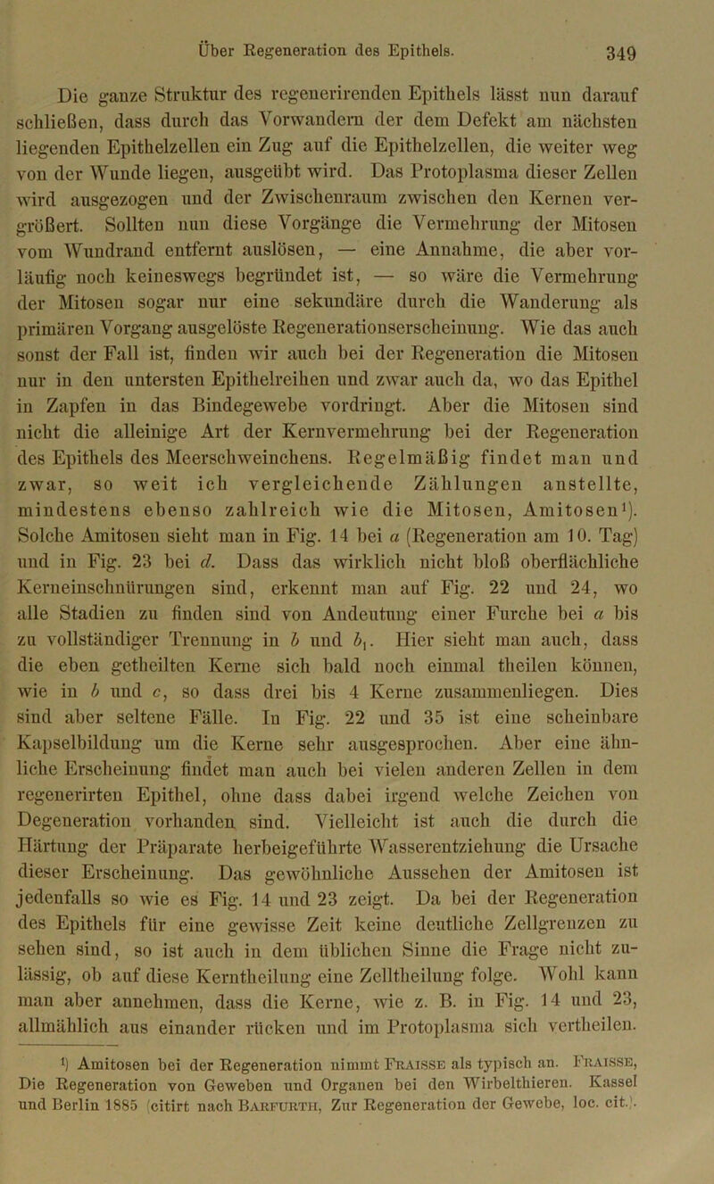 Die ganze Struktur des regenerirenden Epithels lässt nun darauf schließen, dass durch das Vorwandem der dem Defekt am nächsten liegenden Epithelzellen ein Zug auf die Epithelzellen, die weiter weg von der Wunde liegen, ausgeiibt wird. Das Protoplasma dieser Zellen wird ausgezogen und der Zwischenraum zwischen den Kernen ver- größert. Sollten nun diese Vorgänge die Vermehrung der Mitosen vom Wundrand entfernt auslösen, — eine Annahme, die aber vor- läufig noch keineswegs begründet ist, — so wäre die Vermehrung der Mitosen sogar nur eine sekundäre durch die Wanderung als primären Vorgang ausgelöste Regenerationserscheinung. Wie das auch sonst der Fall ist, finden wir auch bei der Regeneration die Mitosen nur in den untersten Epithelreihen und zwar auch da, wo das Epithel in Zapfen in das Bindegewebe vordringt. Aber die Mitosen sind nicht die alleinige Art der Kernvermehrung hei der Regeneration des Epithels des Meerschweinchens. Regelmäßig findet man und zwar, so weit ich vergleichende Zählungen anstellte, mindestens ebenso zahlreich wie die Mitosen, Amitosen1). Solche Amitosen sieht man in Fig. 14 hei a (Regeneration am 10. Tag) und in Fig. 23 hei cl. Dass das wirklich nicht bloß oberflächliche Kerneinschnürungen sind, erkennt man auf Fig. 22 und 24, wo alle Stadien zu finden sind von Andeutung einer Furche bei a bis zu vollständiger Trennung in b und bx. Hier sieht man auch, dass die eben getheilten Kerne sich bald noch einmal theilen können, wie in b und c, so dass drei bis 4 Kerne zusammenliegen. Dies sind aber seltene Fälle. In Fig. 22 und 35 ist eine scheinbare Kapselbildung um die Kerne sehr ausgesprochen. Aber eine ähn- liche Erscheinung findet man auch bei vielen anderen Zellen in dem regenerirten Epithel, ohne dass dabei irgend welche Zeichen von Degeneration vorhanden sind. Vielleicht ist auch die durch die Härtung der Präparate herbeigeführte Wasserentziehung die Ursache dieser Erscheinung. Das gewöhnliche Aussehen der Amitosen ist jedenfalls so wie es Fig. 14 und 23 zeigt. Da bei der Regeneration des Epithels für eine gewisse Zeit keine deutliche Zellgrenzen zu sehen sind, so ist auch in dem üblichen Sinne die Frage nicht zu- lässig, ob auf diese Kerntheilung eine Zelltheilung folge. Wohl kann man aber annehmen, dass die Kerne, wie z. B. in Fig. 14 und 23, allmählich aus einander rücken und im Protoplasma sich vertheilen. l) Amitosen bei der Regeneration nimmt Fraisse als typisch an. Fraisse, Die Regeneration von Geweben und Organen bei den Wirbelthieren. Kassel und Berlin 1885 (citirt nach Barfurth, Zur Regeneration der Gewebe, loc. cit. .