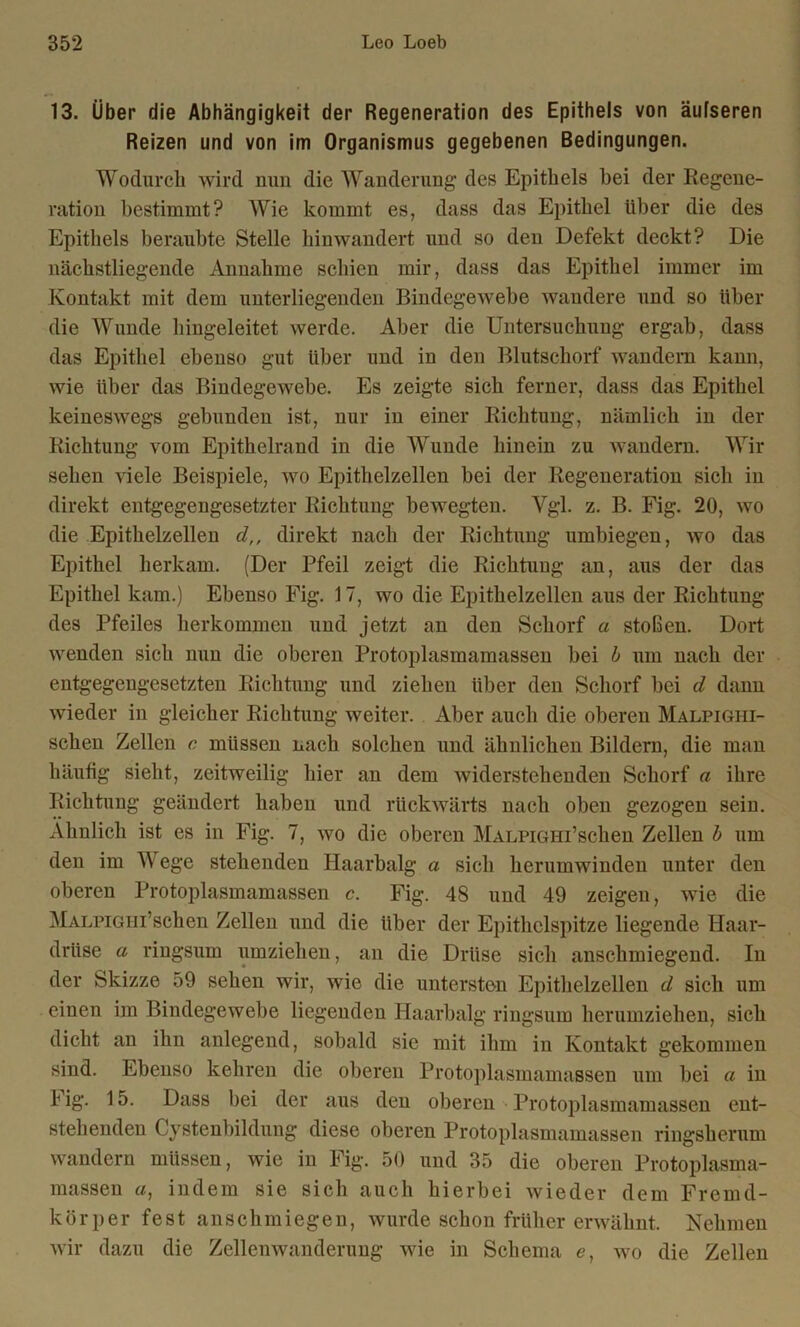 13. Über die Abhängigkeit der Regeneration des Epithels von äufseren Reizen und von im Organismus gegebenen Bedingungen. Wodurch wird nun die Wanderung- des Epithels hei der Regene- ration bestimmt? Wie kommt es, dass das Epithel über die des Epithels beraubte Stelle hin wandert und so den Defekt deckt? Die nächstliegende Annahme schien mir, dass das Epithel immer im Kontakt mit dem unterliegenden Bindegewebe wandere und so über die Wunde hingeleitet werde. Aber die Untersuchung ergab, dass das Epithel ebenso gut über und in den Blutschorf wandern kann, wie über das Bindegewebe. Es zeigte sich ferner, dass das Epithel keineswegs gebunden ist, nur in einer Richtung, nämlich in der Richtung vom Epithelrand in die Wunde hinein zu wandern. Wir sehen viele Beispiele, wo Epithelzellen bei der Regeneration sich in direkt entgegengesetzter Richtung bewegten. Vgl. z. B. Fig. 20, wo die Epithelzellen cl,, direkt nach der Richtung umbiegen, wo das Epithel herkam. (Der Pfeil zeigt die Richtung an, aus der das Epithel kam.) Ebenso Fig. 17, wo die Epithelzellen aus der Richtung des Pfeiles herkommcn und jetzt an den Schorf a stoßen. Dort wenden sich nun die oberen Protoplasmamassen bei b um nach der entgegengesetzten Richtung und ziehen über den Schorf bei d dann wieder in gleicher Richtung weiter. Aber auch die oberen Malpighi- schen Zellen c müssen nach solchen und ähnlichen Bildern, die man häufig sieht, zeitweilig hier an dem Aviderstehenden Schorf a ihre Richtung geändert haben und rückwärts nach oben gezogen sein. Ähnlich ist es in Fig. 7, avo die oberen MALPiGHi’schen Zellen b um den im Wege stehenden Haarbalg a sich herumwinden unter den oberen Protoplasmamassen c. Fig. 48 und 49 zeigen, wie die MALPiGHi’schen Zellen und die über der Epithclspitze liegende Haar- driise a ringsum umziehen, an die Drüse sich anschmiegend. In der Skizze 59 sehen wir, wie die untersten Epithelzellen d sich um einen im Bindegewebe liegenden Haarbalg ringsum herumziehen, sich dicht an ihn anlegend, sobald sie mit ihm in Kontakt gekommen sind. Ebenso kehren die oberen Protoplasmamassen um bei a in I ig. 15. Dass bei der aus den oberen Protoplasmamassen ent- stehenden Cystenbildung diese oberen Protoplasmamassen ringsherum wandern müssen, wie in Fig. 50 und 35 die oberen Protoplasma- massen a, indem sie sich auch hierbei Avieder dem Fremd- körper fest anschmiegen, wurde schon früher erwähnt. Nehmen Avir dazu die Zellemvanderung wie in Schema e, avo die Zellen