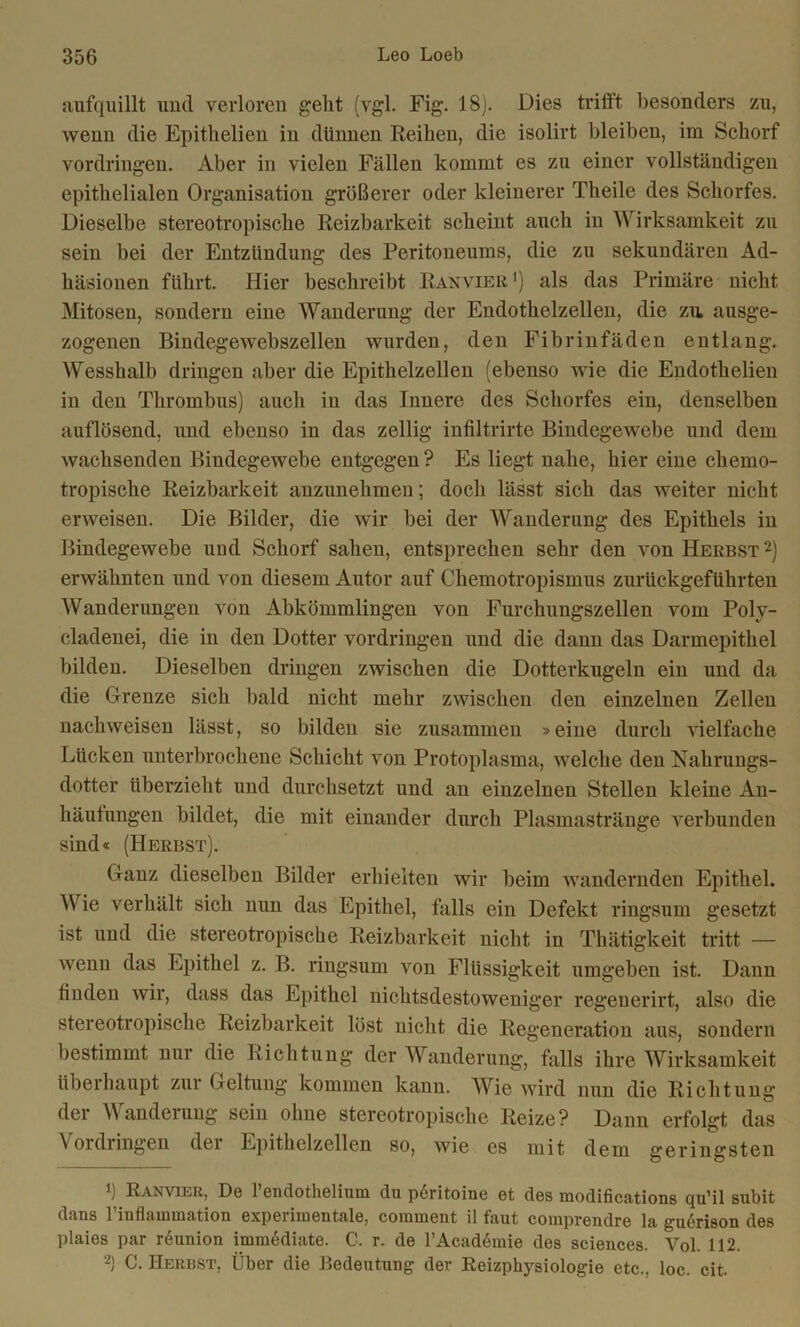 aufquillt und verloren gellt (vgl. Fig. 18). Dies trifft besonders zu, wenn die Epithelien in dünnen Reihen, die isolirt bleiben, im Schorf Vordringen. Aber in vielen Fällen kommt es zu einer vollständigen epithelialen Organisation größerer oder kleinerer Theile des Schorfes. Dieselbe stereotropische Reizbarkeit scheint auch in Wirksamkeit zu sein bei der Entzündung des Peritoneums, die zu sekundären Ad- häsionen führt. Hier beschreibt Ran vier ') als das Primäre nicht Mitosen, sondern eine Wanderung der Endothelzellen, die zu. ausge- zogenen Bindegewebszellen wurden, den Fibrinfäden entlang. Wesshalb dringen aber die Epithelzellen (ebenso wie die Endothelien in den Thrombus) auch in das Innere des Schorfes ein, denselben auflösend, und ebenso in das zellig infiltrirte Bindegewebe und dem wachsenden Bindegewebe entgegen? Es liegt nahe, hier eine chemo- tropische Reizbarkeit anzunehmen; doch lässt sich das weiter nicht erweisen. Die Bilder, die wir bei der Wanderung des Epithels in Bindegewebe und Schorf sahen, entsprechen sehr den von Herbst* 2) erwähnten und von diesem Autor auf Chemotropismus zurückgeführten Wanderungen von Abkömmlingen von Furchungszellen vom Poly- cladenei, die in den Dotter Vordringen und die dann das Darmepithel bilden. Dieselben dringen zwischen die Dotterkugeln ein und da die Grenze sich bald nicht mehr zwischen den einzelnen Zellen nachweisen lässt, so bilden sie zusammen »eine durch vielfache Lücken unterbrochene Schicht von Protoplasma, welche den Nahrungs- dotter überzieht und durchsetzt und an einzelnen Stellen kleine An- häufungen bildet, die mit einander durch Plasmastränge verbunden sind« (Herbst). Ganz dieselben Bilder erhielten wir beim wandernden Epithel. Wie verhält sich nun das Epithel, falls ein Defekt ringsum gesetzt ist und die stereotropische Reizbarkeit nicht in Thätigkeit tritt — wenn das Epithel z. B. ringsum von Flüssigkeit umgeben ist. Dann finden wir, dass das Epithel nichtsdestoweniger regenerirt, also die stereotropische Reizbarkeit löst nicht die Regeneration aus, sondern bestimmt nur die Richtung der Wanderung, falls ihre Wirksamkeit überhaupt zur Geltung kommen kann. Wie wird nun die Richtung der Wanderung sein ohne stereotropische Reize? Dann erfolgt das Vordringen der Epithelzellen so, wie es mit dem geringsten *] Ranviek, De 1 endothelium du peritoine et des roodifications qu’il subit dans finflammation experimentale, comment il faut comprendre la gudrison des plaies par rdunion immediate. C. r. de l’AcadGnie des Sciences. Vol. 112. 2) C. Herbst, Über die Bedeutung der Reizphysiologie etc., loc. cit.