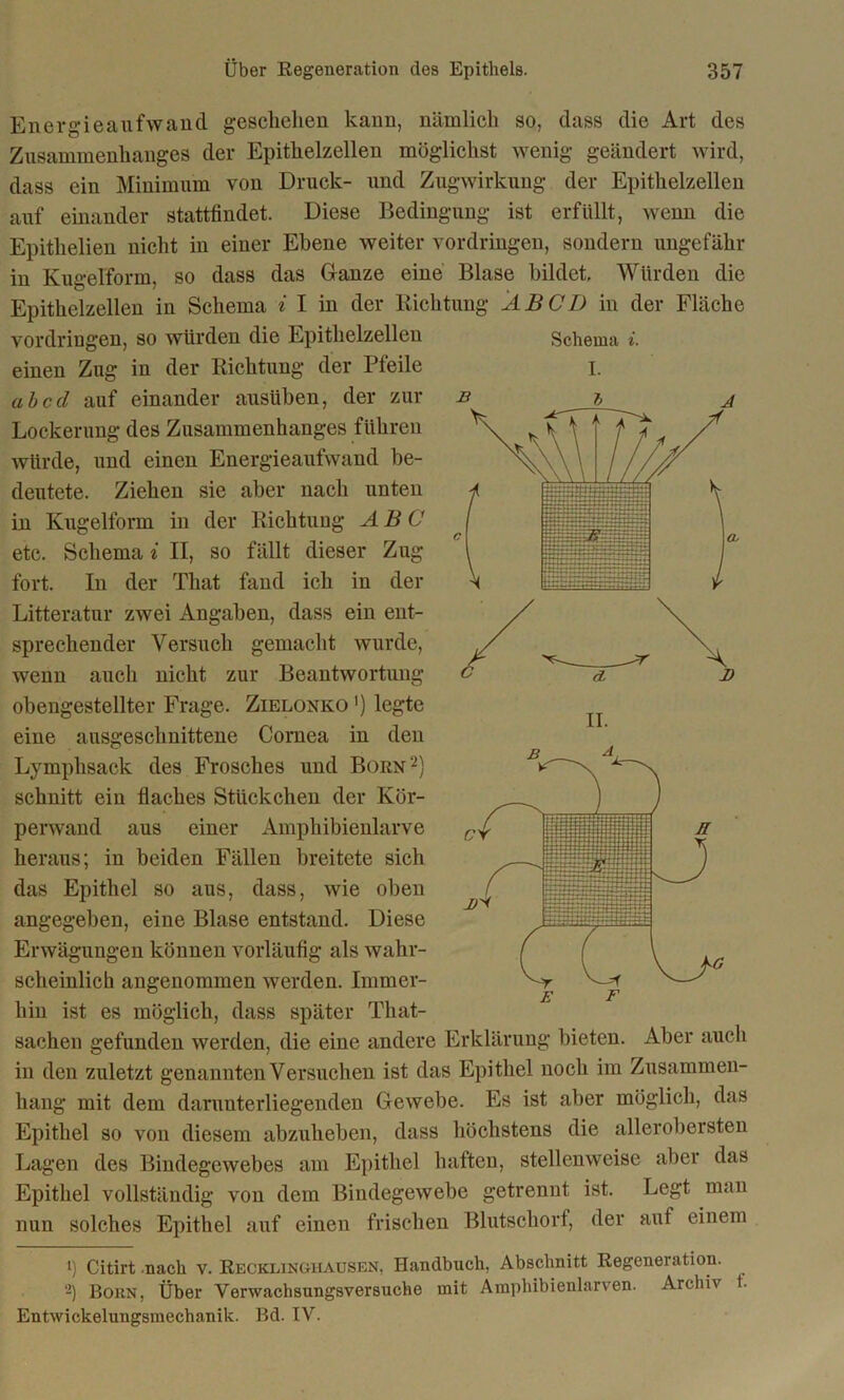 Energieaufwand geschehen kann, nämlich so, dass die Art des Zusammenhanges der Epithelzellen möglichst wenig geändert wird, dass ein Minimum von Druck- und Zugwirkung der Epithelzellen auf einander stattfindet. Diese Bedingung ist erfüllt, wenn die Epithelien nicht in einer Ebene weiter Vordringen, sondern ungefähr in Kugelform, so dass das Ganze eine Blase bildet. Würden die Epithelzellen in Schema i I in der Richtung AB CD in der Fläche Vordringen, so würden die Epithelzellen einen Zug in der Richtung der Pfeile ab cd auf einander ausüben, der zur Lockerung des Zusammenhanges führen würde, und einen Energieaufwand be- deutete. Ziehen sie aber nach unten in Kugelform in der Richtung ABC etc. Schema i II, so fällt dieser Zug fort. In der That fand ich in der Litteratur zwei Angaben, dass ein ent- sprechender Versuch gemacht wurde, wenn auch nicht zur Beantwortung obengestellter Frage. Zielonko ') legte eine ausgeschnittene Cornea in den Lymphsack des Frosches und Borni) 2) schnitt ein flaches Stückchen der Kör- perwand aus einer Amphibienlarve heraus; in beiden Fällen breitete sich das Epithel so aus, dass, wie oben angegeben, eine Blase entstand. Diese Erwägungen können vorläufig als wahr- scheinlich angenommen werden. Immer- hin ist es möglich, dass später That- sachen gefunden werden, die eine andere Erklärung bieten. Aber auch in den zuletzt genannten Versuchen ist das Epithel noch im Zusammen- hang mit dem darunterliegenden Gewebe. Es ist aber möglich, das Epithel so von diesem abzuheben, dass höchstens die allerobersten Lagen des Bindegewebes am Epithel haften, stellenweise aber das Epithel vollständig von dem Bindegewebe getrennt ist. Legt man nun solches Epithel auf einen frischen Blutschorf, der auf einem i) Citirt -nach v. Recklinghausen, Handbuch, Abschnitt Regeneration. -) Born, Über Verwachsungsversuche mit Araphibienlarven. Archiv t. Entwickelungsmechanik. Bd. IV. Schema i. I. E F