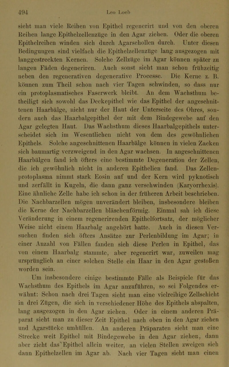 siebt man viele Reihen von Epithel regencrirt und von den oberen Reihen lange Epithelzellenzüge in den Agar ziehen. Oder die oberen Epithelreihen winden sich durch Agarschollen durch. Unter diesen Bedingungen sind vielfach die Epithelzellenzüge laug ausgezogen mit langgestreckten Kernen. Solche Zellziige im Agar können später zu langen Fäden degeneriren. Auch sonst sieht man schon frühzeitig neben den regenerativen degenerative Frocesse. Die Kerne z. B. können zum Theil schon nach vier Tagen schwinden, so dass nur ein protoplasmatisch.es Faserwerk bleibt. An dem Wachsthum be- theiligt sich sowohl das Deckepithel wie das Epithel der angeschnit- tenen Haarbälge, nicht nur der Haut der Unterseite des Ohres, son- dern auch das Haarbalgepithel der mit dem Bindegewebe auf den Agar gelegten Haut. Das Wachsthum dieses Haarbalgepithels unter- scheidet sich im Wesentlichen nicht von dem des gewöhnlichen Epithels. Solche angeschnittenen Haarbälge können in vielen Zacken sich baumartig verzweigend in den Agar wachsen. In angeschnittenen Haarbälgen fand ich öfters eine bestimmte Degeneration der Zellen, die ich gewöhnlich nicht in anderen Epithelien fand. Das Zellen- protoplasma nimmt stark Eosin auf und der Kern wird pyknotisch und zerfällt in Kugeln, die dann ganz verschwinden (Karvorrhcxis). Eine ähnliche Zelle habe ich schon in der früheren Arbeit beschrieben. Die Nachbarzellen mögen unverändert bleiben, insbesondere bleiben die Kerne der Nachbarzellen bläschenförmig. Einmal sah ich diese Veränderung in einem regenerirenden Epithelfortsatz, der möglicher Weise nicht einem Haarbalg angehört hatte. Auch in diesen Ver- suchen finden sich öfters Ansätze zur Perlenbildung im Agar; in einer Anzahl von Fällen fanden sich diese Perlen in Epithel, das von einem Haarbalg stammte, aber regenerirt war, zuweilen mag ursprünglich an einer solchen Stelle ein Haar in den Agar gestoßen worden sein. Um insbesondere einige bestimmte Fälle als Beispiele für das Wachsthum des Epithels im Agar anzuführen, so sei Folgendes er- wähnt: Schon nach drei Tagen sieht man eine vielreihige Zellschicht in drei Zügen, die sich in verschiedener Höhe des Epithels abspalten, lang ausgezogen in den Agar ziehen. Oder in einem anderen Prä- parat sieht man zu dieser Zeit Epithel nach oben in den Agar ziehen und Agarstücke umhüllen. An anderen Präparaten sieht man eine Strecke weit Epithel mit Bindegewebe in den Agar ziehen, dann aber zieht das’Epithel allein weiter, an vielen Stellen zweigen sich dann Epithelzellen im Agar ab. Nach vier Tagen sieht mau einen