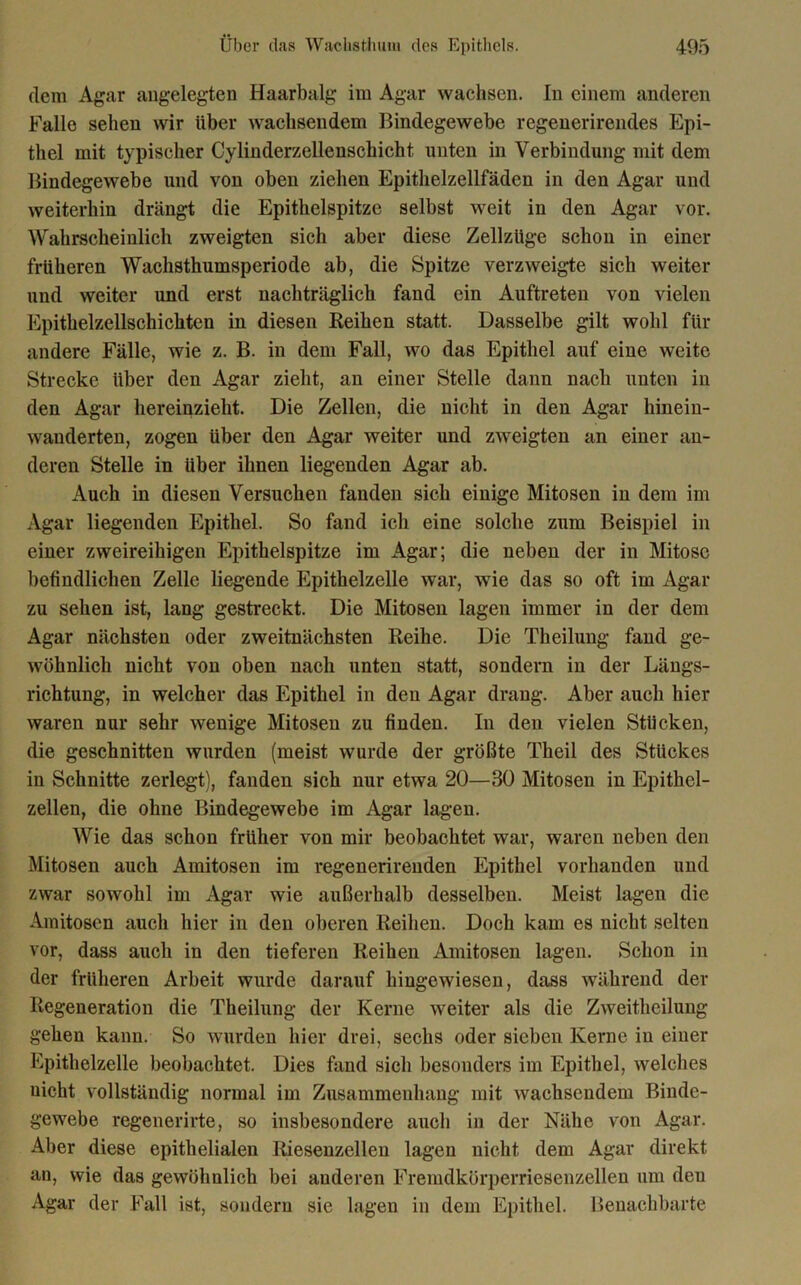 dem Agar angelegten Haarbalg im Agar wachsen. In einem anderen Falle sehen wir über wachsendem Bindegewebe regenerirendes Epi- thel mit typischer Cylinderzellenscliicht unten in Verbindung mit dem Bindegewebe und von oben ziehen Epithelzellfäden in den Agar und weiterhin drängt die Epithelspitze selbst weit in den Agar vor. Wahrscheinlich zweigten sich aber diese Zellzüge schon in einer früheren Wachsthumsperiode ab, die Spitze verzweigte sich weiter und weiter und erst nachträglich fand ein Auftreten von vielen Epithelzellschichten in diesen Eeihen statt. Dasselbe gilt wohl für andere Fälle, wie z. B. in dem Fall, wo das Epithel auf eine weite Strecke über den Agar zieht, an einer Stelle dann nach unten in den Agar hereinzieht. Die Zellen, die nicht in den Agar hineiu- wauderten, zogen über den Agar weiter und zweigten an einer an- deren Stelle in über ihnen liegenden Agar ab. Auch in diesen Versuchen fanden sich einige Mitosen in dem im Agar liegenden Epithel. So fand ich eine solche zum Beispiel in einer zweireihigen Epithelspitze im Agar; die neben der in Mitose befindlichen Zelle liegende Epithelzelle war, wie das so oft im Agar zu sehen ist, lang gestreckt. Die Mitosen lagen immer in der dem Agar nächsten oder zweitnächsten Reihe. Die Theilung fand ge- wöhnlich nicht von oben nach unten statt, sondern in der Längs- richtung, in welcher das Epithel in den Agar drang. Aber auch hier waren nur sehr wenige Mitosen zu finden. In den vielen Stücken, die geschnitten wurden (meist wurde der größte Theil des Stückes in Schnitte zerlegt), fanden sich nur etwa 20—30 Mitosen in Epithel- zellen, die ohne Bindegewebe im Agar lagen. Wie das schon früher von mir beobachtet war, waren neben den Mitosen auch Amitosen im regenerirenden Epithel vorhanden und zwar sowohl im Agar wie außerhalb desselben. Meist lagen die Amitosen auch hier in den oberen Reihen. Doch kam es nicht selten vor, dass auch in den tieferen Reihen Amitosen lagen. Schon in der früheren Arbeit wurde darauf hingewiesen, dass während der Regeneration die Theilung der Kerne weiter als die Zweitheilung gehen kann. So wurden hier drei, sechs oder sieben Kerne in einer Epithelzelle beobachtet. Dies fand sich besonders im Epithel, welches nicht vollständig normal im Zusammenhang mit wachsendem Binde- gewebe regenerirte, so insbesondere auch in der Nähe von Agar. Aber diese epithelialen Riesenzellen lagen nicht dem Agar direkt an, wie das gewöhnlich bei anderen Fremdkörperriesenzellen um den Agar der Fall ist, sondern sie lagen in dem Epithel. Benachbarte