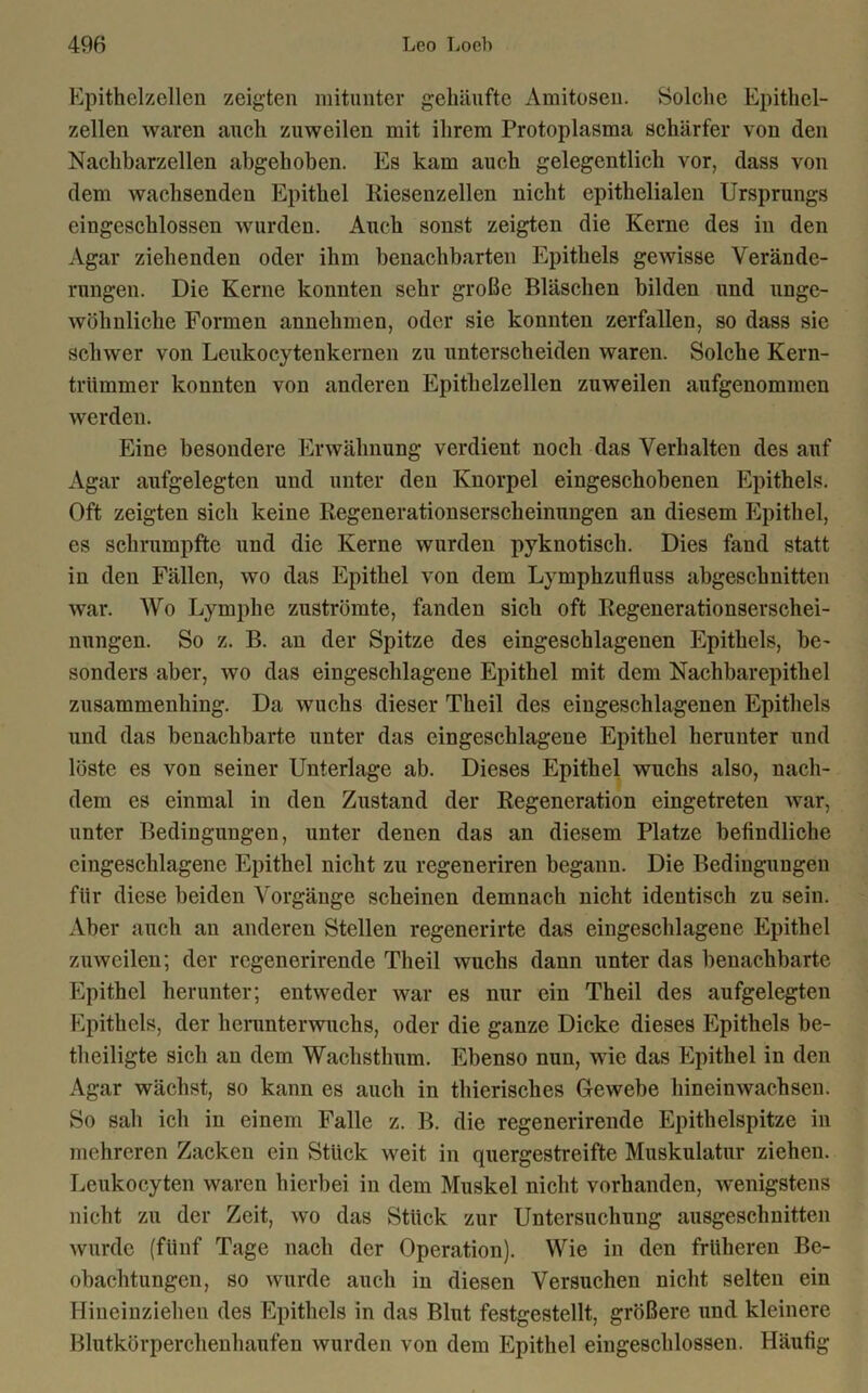 Epithelzellen zeigten mitunter gehäufte Amitosen. Solche Epithel- zellen waren auch zuweilen mit ihrem Protoplasma schärfer von den Nachbarzellen abgehoben. Es kam auch gelegentlich vor, dass von dem wachsenden Epithel Kiesenzellen nicht epithelialen Ursprungs eingeschlossen wurden. Auch sonst zeigten die Kerne des in den Agar ziehenden oder ihm benachbarten Epithels gewisse Verände- rungen. Die Kerne konnten sehr große Bläschen bilden und unge- wöhnliche Formen annehmen, oder sie konnten zerfallen, so dass sie schwer von Leukocytenkernen zu unterscheiden waren. Solche Kern- triimmer konnten von anderen Epitkelzellen zuweilen aufgenommen werden. Eine besondere Erwähnung verdient noch das Verhalten des auf Agar aufgelegten und unter den Knorpel eingeschobenen Epithels. Oft zeigten sich keine Kegenerationserscheinungen an diesem Epithel, es schrumpfte und die Kerne wurden pyknotisch. Dies fand statt in den Fällen, wo das Epithel von dem Lymphzufluss abgeschnitten war. Wo Lymphe zuströmte, fanden sich oft Kegenerationserschei- nungen. So z. B. an der Spitze des eingeschlagenen Epithels, be- sonders aber, wo das eingeschlagene Epithel mit dem Nachbarepithel zusammenbing. Da wuchs dieser Theil des eingeschlagenen Epithels und das benachbarte unter das eingeschlagene Epithel herunter und löste es von seiner Unterlage ab. Dieses Epithel wuchs also, nach- dem es einmal in den Zustand der Regeneration eingetreten war, unter Bedingungen, unter denen das an diesem Platze befindliche eingeschlagene Epithel nicht zu regeneriren begann. Die Bedingungen für diese beiden Vorgänge scheinen demnach nicht identisch zu sein. Aber auch an anderen Stellen regenerirte das eingeschlagene Epithel zuweilen; der regenerirende Theil wuchs dann unter das benachbarte Epithel herunter; entweder war es nur ein Theil des aufgelegten Epithels, der herunterwuchs, oder die ganze Dicke dieses Epithels be- theiligte sich an dem Wachstlmm. Ebenso nun, wie das Epithel in den Agar wächst, so kann es auch in thierisches Gewebe hineinwachsen. So sah ich in einem Falle z. B. die regenerirende Epithelspitze in mehreren Zacken ein Stück weit in quergestreifte Muskulatur ziehen. Leukocyten waren hierbei in dem Muskel nicht vorhanden, wenigstens nicht zu der Zeit, wo das Stück zur Untersuchung ausgeschnitten wurde (fünf Tage nach der Operation). Wie in den früheren Be- obachtungen, so wurde auch in diesen Versuchen nicht selten ein Hineinziehen des Epithels in das Blut festgestellt, größere und kleinere Blutkörperchenhaufen wurden von dem Epithel eingeschlossen. Häufig