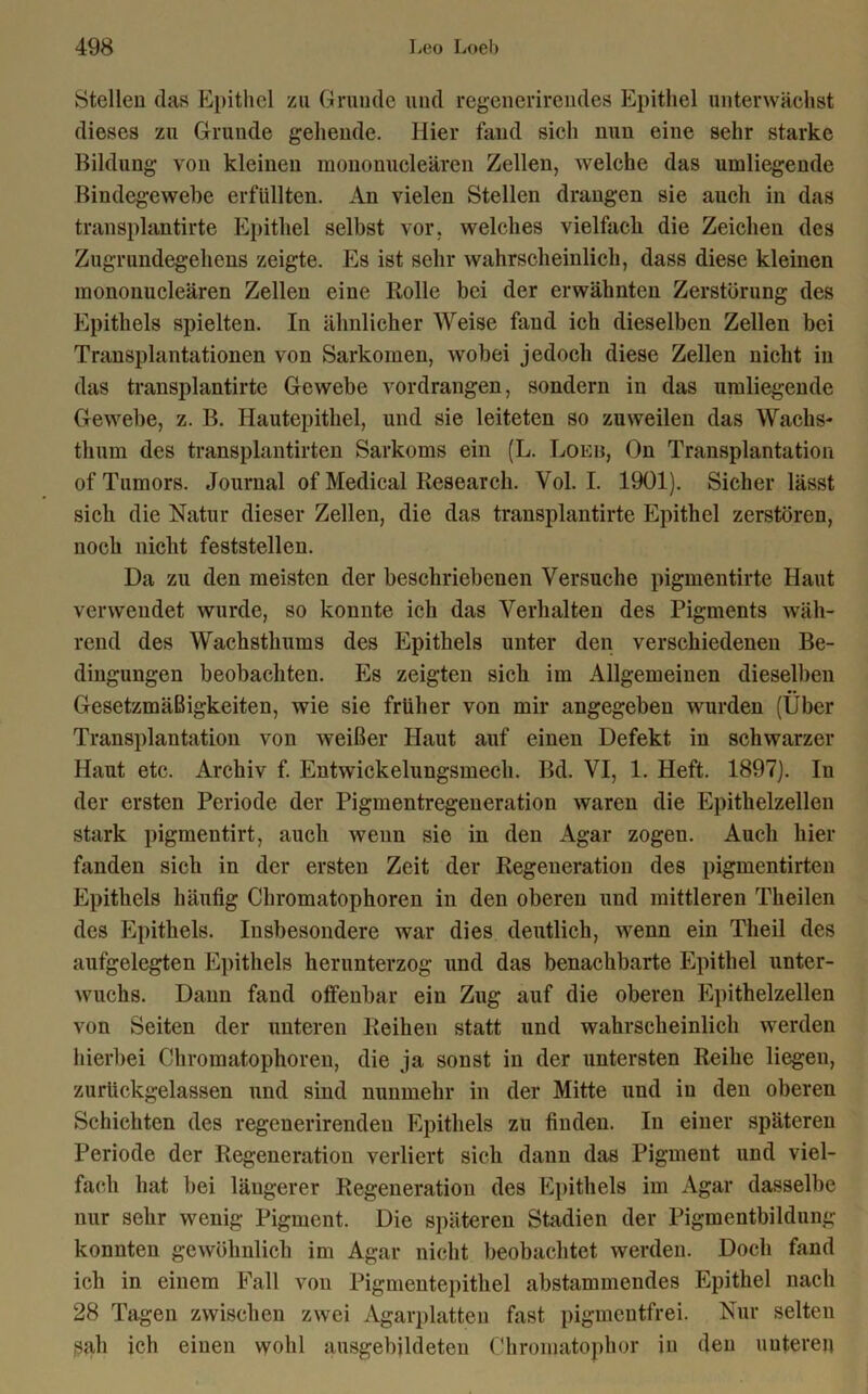 Stellen das Epithel zu Grunde und regenerirendes Epithel unterwächst dieses zu Grunde gehende. Hier fand sich nun eine sehr starke Bildung von kleinen mononucleären Zellen, welche das umliegende Bindegewebe erfüllten. An vielen Stellen drangen sie auch in das transplantirte Epithel selbst vor, welches vielfach die Zeichen des Zugrundegehens zeigte. Es ist sehr wahrscheinlich, dass diese kleinen mononucleären Zellen eine Rolle bei der erwähnten Zerstörung des Epithels spielten. In ähnlicher Weise fand ich dieselben Zellen bei Transplantationen von Sarkomen, wobei jedoch diese Zellen nicht in das transplantirte Gewebe vordrangen, sondern in das umliegende Gewebe, z. B. Hautepithel, und sie leiteten so zuweilen das Wachs- thum des transplantirten Sarkoms ein (L. Loeb, On Transplantation of Tumors. Journal of Medical Research. Vol. I. 1901). Sicher lässt sich die Natur dieser Zellen, die das transplantirte Epithel zerstören, noch nicht feststellen. Da zu den meisten der beschriebenen Versuche pigmentirte Haut verwendet wurde, so konnte ich das Verhalten des Pigments wäh- rend des Wachsthums des Epithels unter den verschiedenen Be- dingungen beobachten. Es zeigten sich im Allgemeinen dieselben Gesetzmäßigkeiten, wie sie früher von mir angegeben wurden (Über Transplantation von weißer Haut auf einen Defekt in schwarzer Haut etc. Archiv f. Entwickelungsmech. Bd. VI, 1. Heft. 1897). In der ersten Periode der Pigmentregeneration waren die Epithelzellen stark pigmentirt, auch wenn sie in den Agar zogen. Auch hier fanden sich in der ersten Zeit der Regeneration des pigmentirten Epithels häufig Chromatophoren in den oberen und mittleren Theilen des Epithels. Insbesondere war dies deutlich, wenn ein Theil des aufgelegten Epithels herunterzog und das benachbarte Epithel unter- wuchs. Dann fand olfenbar ein Zug auf die oberen Epithelzellen von Seiten der unteren Reihen statt und wahrscheinlich werden hierbei Chromatophoren, die ja sonst in der untersten Reihe liegen, zurückgelassen und sind nunmehr in der Mitte und in den oberen Schichten des regenerirendeu Epithels zu finden. In einer späteren Periode der Regeneration verliert sich dann das Pigmeut und viel- fach hat bei längerer Regeneration des Epithels im Agar dasselbe nur sehr wenig Pigment. Die späteren Stadien der Pigmentbildung konnten gewöhnlich im Agar nicht beobachtet werden. Doch fand ich in einem Fall von Pigmentepithel abstammendes Epithel nach 28 Tagen zwischen zwei Agarplatteu fast pigmentfrei. Nur selten sah ich einen wohl ausgebildeten Chromatophor in den uuteren