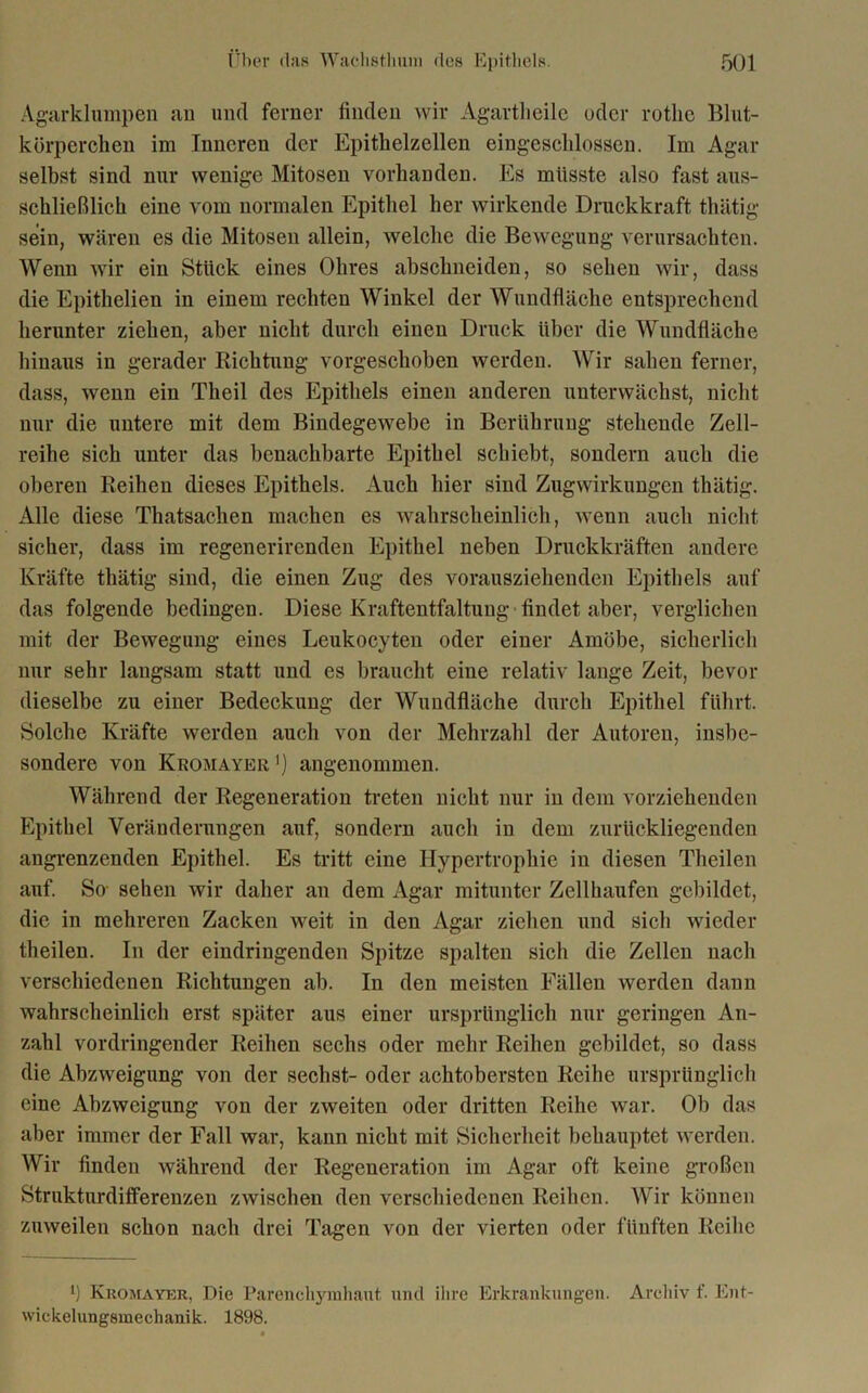Agarklumpen an und ferner finden wir Agartheile oder rotlie Blut- körperchen im Inneren der Epithelzellen eiugcschlossen. Im Agar selbst sind nur wenige Mitosen vorhanden. Es müsste also fast aus- schließlich eine vom normalen Epithel her wirkende Druckkraft thätig sein, wären es die Mitosen allein, welche die Bewegung verursachten. Wenn wir ein Stück eines Ohres abschneiden, so sehen wir, dass die Epithelien in einem rechten Winkel der Wundfläche entsprechend herunter ziehen, aber nicht durch einen Druck über die Wundfläche hinaus in gerader Richtung vorgeschoben werden. Wir sahen ferner, dass, wenn ein Theil des Epithels einen anderen unterwächst, nicht nur die untere mit dem Bindegewebe in Berührung stehende Zell- reihe sich unter das benachbarte Epithel schiebt, sondern auch die oberen Reihen dieses Epithels. Auch hier sind Zugwirkungen thätig. Alle diese Thatsachen machen es wahrscheinlich, wenn auch nicht sicher, dass im regenerirenden Epithel neben Druckkräften andere Kräfte thätig sind, die einen Zug des vorausziehenden Epithels auf das folgende bedingen. Diese Kraftentfaltung findet aber, verglichen mit der Bewegung eines Leukocyten oder einer Amöbe, sicherlich nur sehr langsam statt und es braucht eine relativ lange Zeit, bevor dieselbe zu einer Bedeckung der Wundfläche durch Epithel führt. Solche Kräfte werden auch von der Mehrzahl der Autoren, insbe- sondere von Kromayer1) angenommen. Während der Regeneration treten nicht nur in dem vorziehenden Epithel Veränderungen auf, sondern auch in dem zurückliegenden angrenzenden Epithel. Es tritt eine Hypertrophie in diesen Theilen auf. So- sehen wir daher an dem Agar mitunter Zellhaufen gebildet, die in mehreren Zacken weit in den Agar ziehen und sich wieder theilen. In der eindringenden Spitze spalten sich die Zellen nach verschiedenen Richtungen ab. In den meisten Fällen werden dann wahrscheinlich erst später aus einer ursprünglich nur geringen An- zahl vordringender Reihen sechs oder mehr Reihen gebildet, so dass die Abzweigung von der sechst- oder achtobersten Reihe ursprünglich eine Abzweigung von der zweiten oder dritten Reihe war. Ob das aber immer der Fall war, kann nicht mit Sicherheit behauptet werden. Wir finden während der Regeneration im Agar oft keine großen Strukturdifferenzen zwischen den verschiedenen Reihen. Wir können zuweilen schon nach drei Tagen von der vierten oder fünften Reihe b Kromayer, Die Parenchymhaut und ihre Erkrankungen. Archiv f. Ent- wickelungsmechanik. 1898.