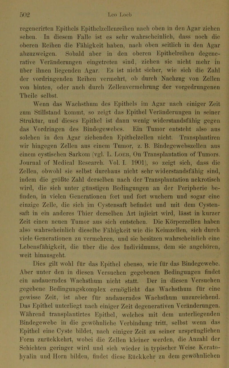 regenerirten Epithels Epithelzellenreihen nach oben in den Agar ziehen sehen. In diesem Falle ist es sehr wahrscheinlich, dass noch die oberen Reihen die Fähigkeit haben, nach oben seitlicli in den Agar abzuzweigen. Sobald aber in den oberen Epithelreihen degene- rative Veränderungen eingetreten sind, ziehen sie nicht mehr in über ihnen liegenden Agar. Es ist nicht sicher, wie sich die Zahl der vordringenden Reihen vermehrt, oh durch Nachzug von Zellen von hinten, oder auch durch Zellenvermehrung der vorgedrungenen Theile seihst. Wenn das Wachsthum des Epithels im Agar nach einiger Zeit zum Stillstand kommt, so zeigt das Epithel Veränderungen in seiner Struktur, und dieses Epithel ist dann wenig widerstandsfähig gegen das Vordringen des Bindegewebes. Ein Tumor entsteht also aus solchen in den Agar ziehenden Epithelzellen nicht. Transplantiren wir hingegen Zellen aus einem Tumor, z. B. Bindegewebszellen aus einem cystischen Sarkom (vgl. L. Loeb, On Transplantation of Tumors. Journal of Medical Research. Vol. I. 1901), so zeigt sich, dass die Zellen, obwohl sic selbst durchaus nicht sehr widerstandsfähig sind, indem die größte Zahl derselben nach der Transplantation nekrotisch wird, die sich unter günstigen Bedingungen an der Peripherie be- finden, in vielen Generationen fort und fort wuchern und sogar eine einzige Zelle, die sich im Cystensaft befindet und mit dem Cysten- saft in ein anderes Thier derselben Art injicirt wird, lässt in kurzer Zeit einen neuen Tumor aus sich entstehen. Die Körperzellen haben also wahrscheinlich dieselbe Fähigkeit wie die Keimzellen, sich durch viele Generationen zu vermehren, und sie besitzen wahrscheinlich eine Lebensfähigkeit, die über die des Individuums, dem sie angehören, weit hinausgeht. Dies gilt wohl für das Epithel ebenso, wie für das Bindegewebe. Aber unter den in diesen Versuchen gegebenen Bedingungen findet ein andauerndes Wachsthum nicht statt. Der in diesen Versuchen gegebene Bedingungskomplex ermöglicht das Wachsthum für eine gewisse Zeit, ist aber für andauerndes Wachsthum unzureichend. Das Epithel unterliegt nach einiger Zeit degenerativen Veränderungen. Während transplantirtes Epithel, welches mit dem unterliegenden Bindegewebe in die gewöhnliche Verbindung tritt, selbst wenn das Epithel eine Cyste bildet, nach einiger Zeit zu seiner ursprünglichen Form zurückkehrt, wobei die Zellen kleiner werden, die Anzahl der Schichten geringer wird und sich wieder in typischer Weise Kerato- byalin uncj Horn bilden, findet diese Rückkehr zu dem gewöhnlichen