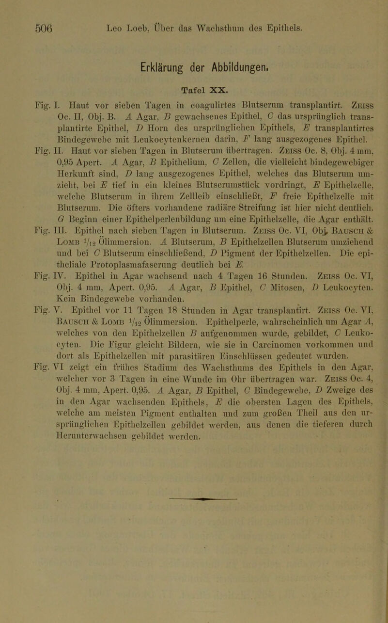 Erklärung der Abbildungen. Tafel XX. Fig\ I. Haut vor sieben Tagen in coagulirtes Blutserum transplantirt. Zeiss Oc. II, Obj. B. A Agar. B gewachsenes Epithel, C das ursprünglich trans- plantirte Epithel, T) Horn des ursprünglichen Epithels, E transplantirtes Bindegewebe mit Leukocytenkernen darin, F lang ausgezogenes Epithel. Fig. II. Haut vor sieben Tagen in Blutserum übertragen. Zeiss Oc. 8, Obj. 4 mm, 0,95 Apert. A Agar, B Epithelium, C Zellen, die vielleicht bindegewebiger Herkunft sind, D lang ausgezogenes Epithel, welches das Blutserum um- zieht, bei E tief in ein kleines Blutserumstück vordringt, E Epithelzelle, welche Blutserum in ihrem Zellleib einschließt, F freie Epithelzelle mit Blutserum. Die öfters vorhandene radiäre Streifung ist hier nicht deutlich. G Beginn einer Epithelperlenbildung um eine Epithelzelle, die Agar enthält. Fig. III. Epithel nach sieben Tagen in Blutserum. Zeiss Oc. VI, Obj, Bausch & Lome */i2 Ölimmersion. A Blutserum, B Epithelzellen Blutserum umziehend und bei C Blutserum einschließend, D Pigment der Epithelzellen. Die epi- theliale Protoplasmafaserung deutlich bei E. Fig. IV. Epithel in Agar wachsend nach 4 Tagen 16 Stunden. Zeiss Oc. VI, Obj. 4 mm, Apert. 0,95. A Agar, B Epithel, C Mitosen, D Leukocyten. Kein Bindegewebe vorhanden. Fig. V. Epithel vor 11 Tagen 18 Stunden in Agar transplantirt. Zeiss Oc. VI. Bausch & Lome V12 Ölimmersion. Epithelperle, wahrscheinlich um Agar A, welches von den Epithelzellen B aufgenommen wurde, gebildet, C Leuko- cyten. Die Figur gleicht Bildern, wie sie in Carciuomen Vorkommen und dort als Epithelzellen mit parasitären Einschlüssen gedeutet wurden. Fig. VI zeigt ein frühes Stadium des Wachsthums des Epithels in den Agar, welcher vor 3 Tagen in eine Wunde im Ohr übertragen war. Zeiss Oc. 4, Obj. 4 mm, Apert. 0,95. A Agar, B Epithel, C Bindegewebe, D Zweige des in den Agar wachsenden Epithels, E die obersten Lagen des Epithels, welche am meisten Pigment enthalten und zum großen Theil aus den ur- sprünglichen Epithelzellen gebildet werden, aus denen die tieferen durch Herunterwachsen gebildet werden.