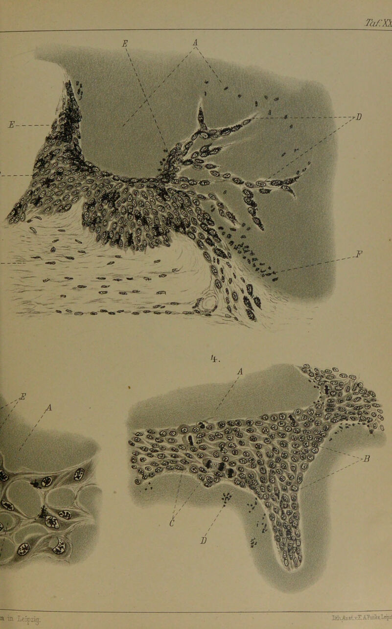 7a/:XX n in Leipzig. JjüUb sl. vE ATraike.leipii