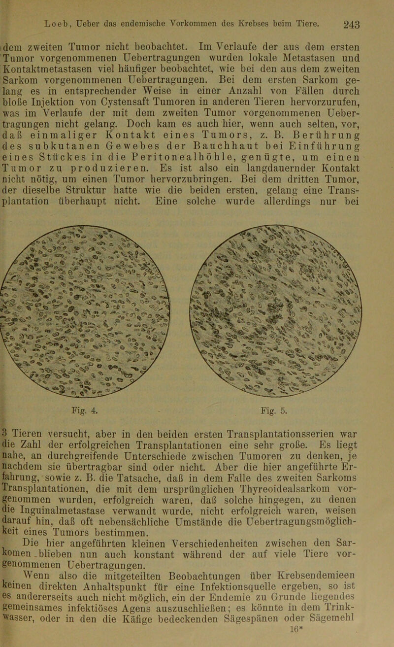 dem zweiten Tumor nicht beobachtet. Im Verlaufe der aus dem ersten Tumor vorgenommenen Uebertragungen wurden lokale Metastasen und Kontaktmetastasen viel häutiger beobachtet, wie bei den aus dem zweiten Sarkom vorgenommenen Uebertragungen. Bei dem ersten Sarkom ge- lang es in entsprechender Weise in einer Anzahl von Fällen durch bloße Injektion von Cystensaft Tumoren in anderen Tieren hervorzurufen, was im Verlaufe der mit dem zweiten Tumor vorgenommenen Ueber- tragungen nicht gelang. Doch kam es auch hier, wenn auch selten, vor, daß einmaliger Kontakt eines Tumors, z. B. Berührung des subkutanen Gewebes der Bauch haut bei Einführung eines Stückes in die Peritonealhöhle, genügte, um einen Tumor zu produzieren. Es ist also ein langdauernder Kontakt nicht nötig, um einen Tumor hervorzubringen. Bei dem dritten Tumor, der dieselbe Struktur hatte wie die beiden ersten, gelang eine Trans- plantation überhaupt nicht. Eine solche wurde allerdings nur bei Fig. 4. Fig. 5. 3 Tieren versucht, aber in den beiden ersten Transplantationsserien war die Zahl der erfolgreichen Transplantationen eine sehr große. Es liegt nahe, an durchgreifende Unterschiede zwischen Tumoren zu denken, je nachdem sie übertragbar sind oder nicht. Aber die hier angeführte Er- fahrung, sowie z. B. die Tatsache, daß in dem Falle des zweiten Sarkoms Transplantationen, die mit dem ursprünglichen Thyreoidealsarkom vor- genommen wurden, erfolgreich waren, daß solche hingegen, zu denen die Inguinalmetastase verwandt wurde, nicht erfolgreich waren, weisen darauf hin, daß oft nebensächliche Umstände die Uebertragungsmöglich- keit eines Tumors bestimmen. Die hier angeführten kleinen Verschiedenheiten zwischen den Sar- komen .blieben nun auch konstant während der auf viele Tiere vor- genommenen Uebertragungen. Wenn also die mitgeteilten Beobachtungen über Krebsendemieen keinen direkten Anhaltspunkt für eine Infektionsquelle ergeben, so ist es andererseits auch nicht möglich, ein der Endemie zu Grunde liegendes gemeinsames infektiöses Agens auszuschließen; es könnte in dem Trink- wasser, oder in den die Käfige bedeckenden Sägespänen oder Sägemehl 16*
