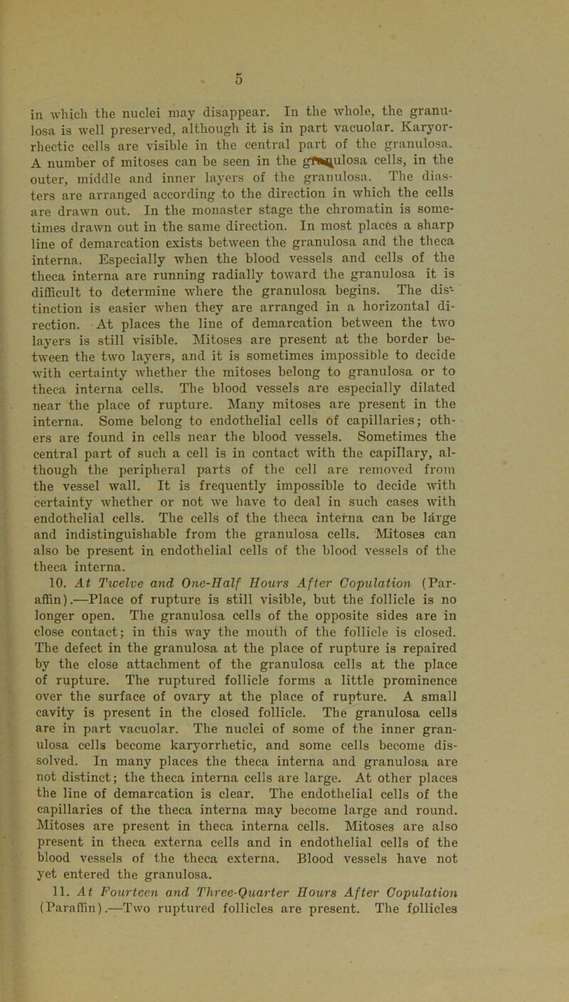 in which the nuclei may disappear. In the whole, the granu- losa is well preserved, although it is in part vacuolar. Karyor- rhectic cells are visible in the central part of the granulosa. A number of mitoses can be seen in the g^nulosa cells, in the outer, middle and inner layers of the granulosa. The dias- ters are arranged according to the direction in which the cells are drawn out. In the monaster stage the chromatin is some- times drawn out in the same direction. In most places a sharp line of demarcation exists between the granulosa and the theca interna. Especially when the blood vessels and cells of the theca interna are running radially toward the granulosa it is difficult to determine where the granulosa begins. The dis- tinction is easier when they are arranged in a horizontal di- rection. At places the line of demarcation between the two layers is still visible. Mitoses are present at the border be- tween the two layers, and it is sometimes impossible to decide with certainty whether the mitoses belong to granulosa or to theca interna cells. The blood vessels are especially dilated near the place of rupture. Many mitoses are present in the interna. Some belong to endothelial cells of capillaries; oth- ers are found in cells near the blood vessels. Sometimes the central part of such a cell is in contact with the capillary, al- though the peripheral parts of the cell are removed from the vessel wall. It is frequently impossible to decide with certainty whether or not we have to deal in such cases with endothelial cells. The cells of the theca interna can be large and indistinguishable from the granulosa cells. Mitoses can also be present in endothelial cells of the blood vessels of the theca interna. 10. At Twelve and One-Half Hoars After Copulation (Par- affin).—Place of rupture is still visible, but the follicle is no longer open. The granulosa cells of the opposite sides are in close contact; in this way the mouth of the follicle is closed. The defect in the granulosa at the place of rupture is repaired by the close attachment of the granulosa cells at the place of rupture. The ruptured follicle forms a little prominence over the surface of ovary at the place of rupture. A small cavity is present in the closed follicle. The granulosa cells are in part vacuolar. The nuclei of some of the inner gran- ulosa cells become karyorrhetic, and some cells become dis- solved. In many places the theca interna and granulosa are not distinct; the theca interna cells are large. At other places the line of demarcation is clear. The endothelial cells of the capillaries of the theca interna may become large and round. Mitoses are present in theca interna cells. Mitoses are also present in theca externa cells and in endothelial cells of the blood vessels of the theca externa. Blood vessels have not yet entered the granulosa. 11. At Fourteen and Three-Quarter Hours After Copulation (Paraffin).—Two ruptured follicles are present. The follicles