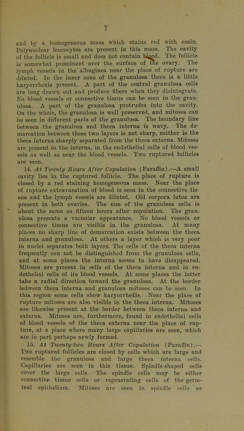 and by a homogeneous mass which stains red with eosin. Polynuclear leucocytes are present in this mass. The cavity of the follicle is small and does not contain hj^od. The follicle is somewhat prominent over the surface of the ovary. The lymph vessels in the albuginea near the place of rupture are dilated. In the inner zone of the granulosa there is a little karyorrhexis present. A part of the central granulosa cells are long drawn out and produce fibers when they disintegrate. No blood vessels or connective tissue can be seen in the gran- ulosa. A part of the granulosa protrudes into the cavity. On the whole, the granulosa is well preserved, and mitoses can be seen in different parts of the granulosa. The boundary line between the granulosa and theca interna is wavy. The de- marcation between these two layers is not sharp, neither is the theca interna sharply separated from the theca externa. Mitoses are present in the interna, in the endothelial cells of blood ves- sels as well as near the blood vessels. Two ruptured follicles are seen. 14. At Twenty Hours After Copulation (Paraffin).—A small cavity lies in the ruptured follicle. The place of rupture is closed by a red staining homogeneous mass. Near the place of rupture extravasation of blood is seen in the connective tis- sue and the lymph vessels are dilated. Old corpora lutea are present in both ovaries. The size of the granulosa cells is ' about the same as fifteen hours after copulation. The gran- ulosa presents a vacuolar appearance. No blood vessels or connective tissue are visible in the granulosa. At many places no sharp line of demarcation exists between the theca interna and granulosa. At others a layer which is very poor in nuclei separates both layers. The cells of the theca interna frequently can not be distinguished from the granulosa cells, and at some places the interna seems to have disappeared. Mitoses are present in cells of the theca interna and in en- dothelial cells of its blood vessels. At some places the latter take a radial direction toward the granulosa. At the border between theca interna and granulosa mitoses can be seen. In this region some cells show karyorrhexis. Near the place of rupture mitoses are also visible in the theca interna. Mitoses are likewise present at the border between theca interna and externa. Mitoses are, furthermore, found in endothelial cells of blood vessels of the theca externa near the place of rup- ture, at a place where many large capillaries are seen, which are in part perhaps newly formed. 15. At Twenty-two Hours After Copulation (Paraffin).— Two ruptured follicles are closed by cells which are large and resemble the granulosa and large theca interna cells. Capillaries are seen in this tissue. Spindle-shaped cells cover the large cells. The spindle cells may be either connective tissue cells or regenerating cells of the germ- inal epithelium. Mitoses are seen in spindle cells as
