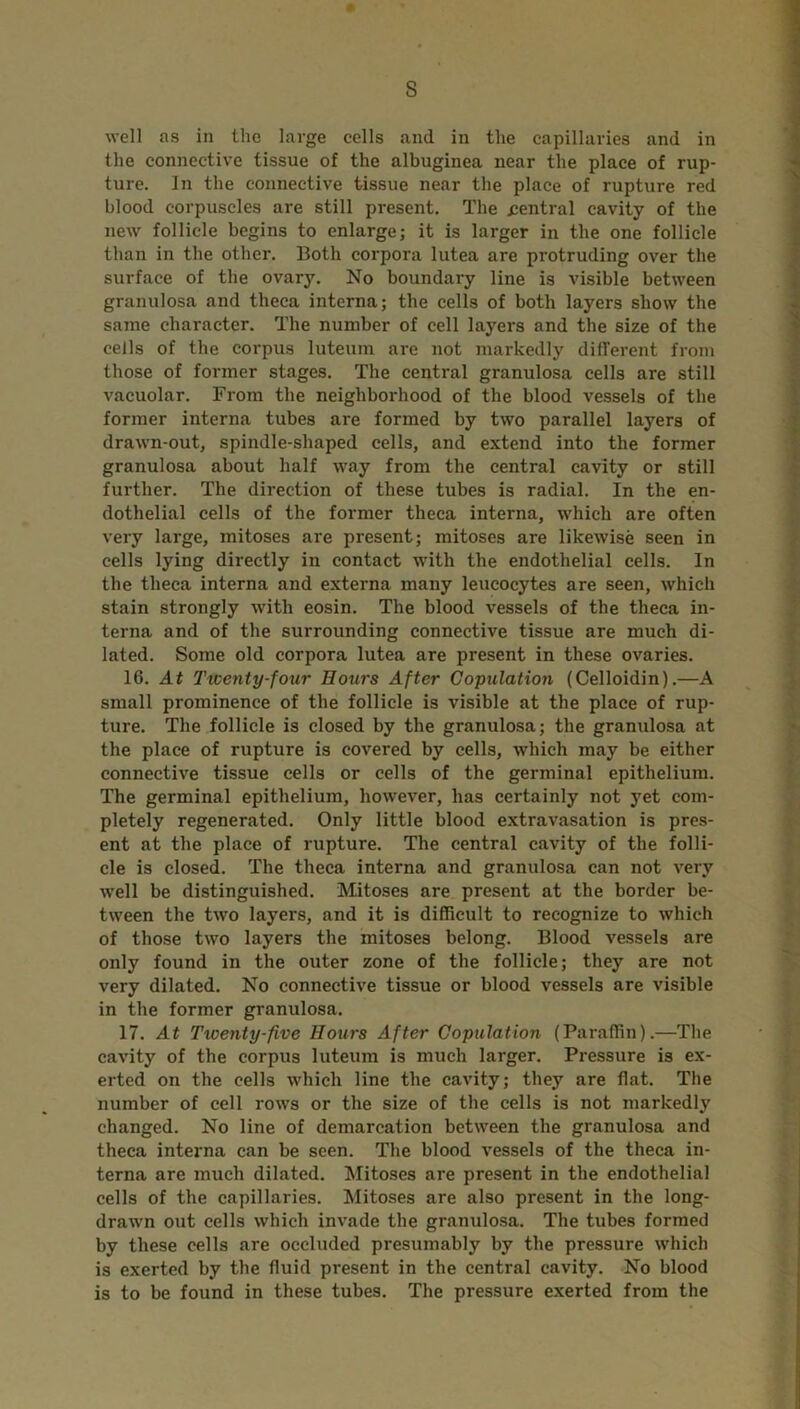 s well as in the large cells and in the capillaries and in the connective tissue of the albuginea near the place of rup- ture. In the connective tissue near the place of rupture red blood corpuscles are still present. The .central cavity of the new follicle begins to enlarge; it is larger in the one follicle than in the other. Both corpora lutea are protruding over the surface of the ovary. No boundary line is visible between granulosa and theca interna; the cells of both layers show the same character. The number of cell layers and the size of the cells of the corpus luteum are not markedly different from those of former stages. The central granulosa cells are still vacuolar. From the neighborhood of the blood vessels of the former interna tubes are formed by two parallel layers of drawn-out, spindle-shaped cells, and extend into the former granulosa about half way from the central cavity or still further. The direction of these tubes is radial. In the en- dothelial cells of the former theca interna, which are often very large, mitoses are present; mitoses are likewise seen in cells lying directly in contact with the endothelial cells. In the theca interna and externa many leucocytes are seen, which stain strongly with eosin. The blood vessels of the theca in- terna and of the surrounding connective tissue are much di- lated. Some old corpora lutea are present in these ovaries. 16. At Twenty-four Hours After Copulation (Celloidin).—A small prominence of the follicle is visible at the place of rup- ture. The follicle is closed by the granulosa; the granulosa at the place of rupture is covered by cells, which may be either connective tissue cells or cells of the germinal epithelium. The germinal epithelium, however, has certainly not yet com- pletely regenerated. Only little blood extravasation is pres- ent at the place of rupture. The central cavity of the folli- cle is closed. The theca interna and granulosa can not very well be distinguished. Mitoses are present at the border be- tween the two layers, and it is difficult to recognize to which of those two layers the mitoses belong. Blood vessels are only found in the outer zone of the follicle; they are not very dilated. No connective tissue or blood vessels are visible in the former granulosa. 17. At Twenty-five Hours After Copulation (Paraffin).—The cavity of the corpus luteum is much larger. Pressure is ex- erted on the cells which line the cavity; they are flat. The number of cell rows or the size of the cells is not markedly changed. No line of demarcation between the granulosa and theca interna can be seen. The blood vessels of the theca in- terna are much dilated. Mitoses are present in the endothelial cells of the capillaries. Mitoses are also present in the long- drawn out cells which invade the granulosa. The tubes formed by these cells are occluded presumably by the pressure which is exerted by the fluid present in the central cavity. No blood is to be found in these tubes. The pressure exerted from the