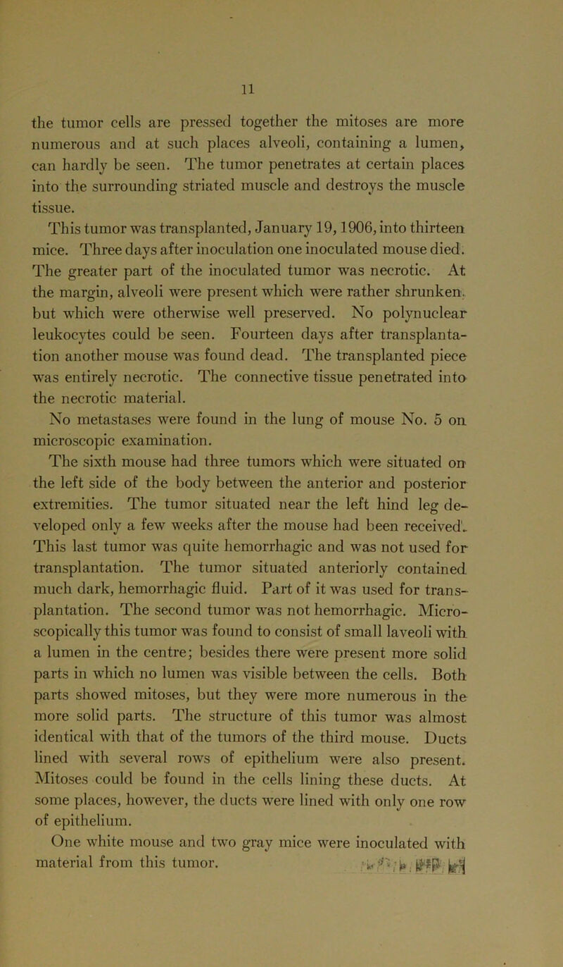 the tumor cells are pressed together the mitoses are more numerous and at such places alveoli, containing a lumen, can hardly be seen. The tumor penetrates at certain places into the surrounding striated muscle and destroys the muscle tissue. This tumor was transplanted, January 19,1906, into thirteen mice. Three days after inoculation one inoculated mouse died. The greater part of the inoculated tumor was necrotic. At the margin, alveoli were present which were rather shrunken, but which were otherwise well preserved. No polynuclear leukocytes could be seen. Fourteen days after transplanta- tion another mouse was found dead. The transplanted piece was entirely necrotic. The connective tissue penetrated into the necrotic material. No metastases were found in the lung of mouse No. 5 on microscopic examination. The sixth mouse had three tumors which were situated on the left side of the body between the anterior and posterior extremities. The tumor situated near the left hind leg de- veloped only a few weeks after the mouse had been received'. This last tumor was cjuite hemorrhagic and was not used for transplantation. The tumor situated anteriorly contained much dark, hemorrhagic fluid. Part of it was used for trans- plantation. The second tumor was not hemorrhagic. Micro- scopically this tumor was found to consist of small laveoli with a lumen in the centre; besides there were present more solid parts in which no lumen was visible between the cells. Both parts showed mitoses, but they were more numerous in the more solid parts. The structure of this tumor was almost identical with that of the tumors of the third mouse. Ducts lined with several rows of epithelium were also present. Mitoses could be found in the cells lining these ducts. At some places, however, the ducts were lined with only one row of epithelium. One white mouse and two gray mice were inoculated with material from this tumor. jg-'-j