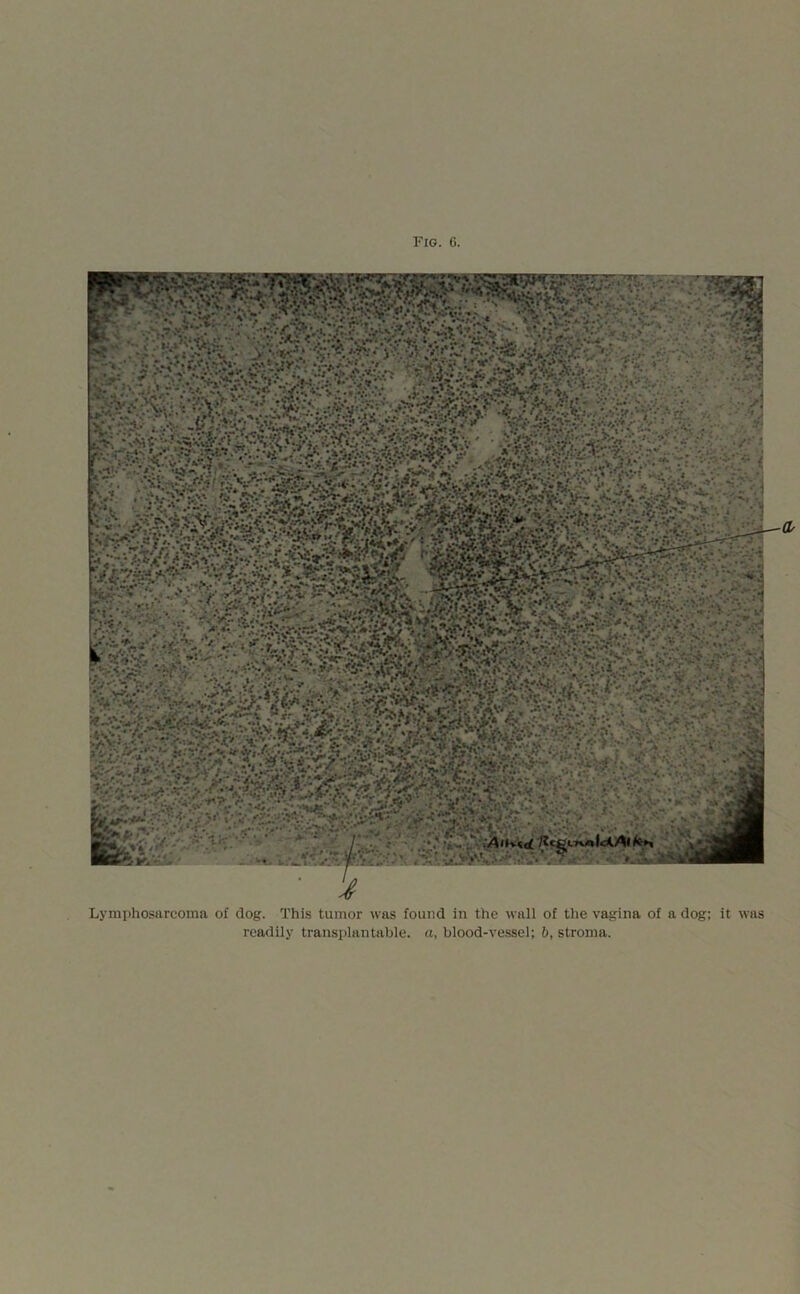 Lymphosarcoma of dog. This tumor was found in the wall of the vagina of a dog; it was