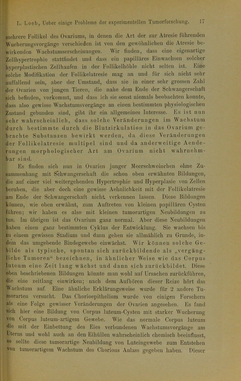 mehrere Follikel des Ovariums, in denen die Art der zur Atresie führenden Wucherungsvorgänge verschieden ist von den gewöhnlichen die Atresie be- wirkenden \Yachstumserschcinungen. Wir linden, dass eine eigenartige Zcllhypertrophie stattfindet und dass ein papilläres Einwachsen solcher hyperplastischen Zellhaufen in der Follikelhöhle nicht selten ist. Eine solche Modifikation der Follikelatresie mag an und für sich nicht sehr auffallend sein, aber der Umstand, dass sie in einer sehr grossen Zahl der Ovarien von jungen Tieren, die nahe dem Ende der Schwangerschaft sich befinden, vorkommt, und dass ich sie sonst niemals beobachten konnte, dass also gewisse Wachstumsvorgänge an einen bestimmten physiologischen Zustand gebunden sind, gibt ihr ein allgemeines Interesse. Es ist iinn sehr wahrscheinlich, dass solche Veränderungen im Wachstum durch bestimmte durch die Blutzirkulation in das Ovarium ge- brachte Substanzen bewirkt werden, da diese Veränderungen der Follikelatresie multipel sind und da anderweitige Aende- rungen morphologischer Art am Ovarium nicht wahrnehm- bar sind. Es finden sich nun in Ovarien junger Meerschweinchen ohne Zu- sammenhang mit Schwangerschaft die schon oben erwähnten Bildungen, die auf einer viel weitergehenden Hypertrophie und Hyperplasie von Zellen beruhen, die aber doch eine gewisse Aehnlichkeit mit der Follikelatresie am Ende der Schwangerschaft nicht verkennen lassen. Diese Bildungen können, wie oben erwähnt, zum Auftreten von kleinen papillären Cysten führen; wir haben es also mit kleinen tumorartigen Neubildungen zu tun. Im übrigen ist das Ovarium ganz normal. Aber diese Neubildungen haben einen ganz bestimmten Cyklus der Entwicklung. Sie wachsen bis zu einem gewissen Stadium und dann gehen sie allmählich zu Grunde, in- dem das umgebende Bindegewebe einwächst Wir können solche Ge- bilde als typische, spontan sich zurückbildende als „vergäng- liche Tumoren“ bezeichnen, in ähnlicher Weise wie das Corpus luteum eine Zeit lang wächst und dann sich zurückbildet. Diese oben beschriebenen Bildungen könnte man wohl auf Ursachen zurückführen, die eine zeitlang einwirken; nach dem Aufhören dieser Reize hört das Wachstum auf. Eine ähnliche Erklärungsweise wurde für 2 andere Tu- morarten versucht. Das Chorioepitheliom wurde von einigen Forschern als eine Folge gewisser Veränderungen der Ovarien angesehen. Es fand sich hier eine Bildung von Corpus luteum-Cysten mit starker Wucherung von Corpus luteum-artigem Gewebe. Wie das normale Corpus luteum die mit der Einbettung des Eies verbundenen Wachstumsvorgänge am Uterus und wohl auch an den Eihüllen wahrscheinlich chemisch beeinflusst, so sollte diese tumorartige Neubildung von Luteingewebe zum Entstehen von tumorartigem Wachstum des Chorions Anlass gegeben haben. Dieser