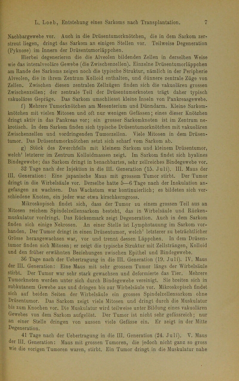 Nachbargewebe vor. Auch in die Drüsentumorknötchen, die in dem Sarkom zer- streut liegen, dringt das Sarkom an einigen Stellen vor. Teilweise Degeneration (Pyknose) im Innern der Drüsentumorläppchen. Hierbei degenerieren die die Alveolen bildenden Zellen in derselben Weise wie das interalveoläre Gewebe (die Zwischenzellen). Einzelne Drüsentumorläppchen am Rande des Sarkoms zeigen noch die typische Struktur, nämlich in der Peripherie Alveolen, die in ihrem Zentrum Kolloid enthalten, und dünnere zentrale Züge von Zellen. Zwischen diesen zentralen Zellzügen finden sich die vakuolären grossen Zwischenzellen; der zentrale Teil der Drüsentumorknoten trägt daher typisch vakuoläres Gepräge. Das Sarkom umschliesst kleino Inseln von Pankreasgewebe. f) Mehrere Tumorknötchen am Mesenterium und Dünndarm. Kleine Sarkom- knötchen mit vielen Mitosen und oft nur wenigen Gefässen; eines dieser Knötchen dringt aktiv in das Pankreas vor; ein grosser Sarkomknoten ist im Zentrum ne- krotisch. In dem Sarkom finden sich typische Drüsentumorknötchen mit vakuolären Zwischenzellen und vordringenden Tumorzellcn. Viele Mitosen in dem Drüsen- tumor. Das Drüsentumorknötchen setzt sich scharf vom Sarkom ab. g) Stück des Zwerchfells mit kleinem Sarkom und kleinem Drüsentumor, welch’ letzterer im Zentrum Kolloidmassen zeigt. Im Sarkom findet sich hyalines Bindegewebe; das Sarkom dringt in benachbartes, sehr zellreiches Bindegewebe vor. 32 Tage nach der Injektion in die ILI. Generation (15. Juli). III. Maus der III. Generation: Eine japanische Maus mit grossem Tumor stirbt. Der Tumor dringt in die Wirbelsäule vor. Derselbe hatte 5—6 Tage nach der Inokulation an- gefangen zu wachsen. Das Wachstum war kontinuierlich; es bildeten sich ver- schiedene Knoten, ein jeder war etwa kirschkerngross. Mikroskopisch findet sich, dass der Tumor zu einem grossen Teil aus an Mitosen reichem Spindelzellensarkom besteht-, das in Wirbelsäule und Riicken- muskulatur vordringt. Das Rückenmark zeigt Degeneration. Auch in dem Sarkom finden sich einige Nekrosen. An einer Stelle ist Lymphstauung im Sarkom vor- handen. Der Tumor dringt in einen Drüsentumor, welch’ letzterer zu beträchtlicher Grösse herangewachsen war, vor und trennt dessen Läppchen. In dem Drüsen- tumor finden sich Mitosen; er zeigt die typische Struktur mit Zellsträngen, Kolloid und den früher erwähnten Beziehungen zwischen Epithel und Bindegewebo. 36 Tage nach der Uebertragung in die III. Generation (19. Juli). IV. Maus der III. Generation: Eine Maus mit sehr grossem Tumor längs der Wirbelsäule stirbt. Der Tumor war sehr stark gewachsen und deformierte das Tier. Mehrere Tumorknoten werden unter sich durch Bindegewebe vereinigt. Sie breiten sich in subkutanem Gewebe aus und dringen bis zur Wirbelsäule vor. Mikroskopisch findet sich auf beiden Seiten der Wirbelsäule ein grosses Spindelzellensarkom ohne Drüsentumor. Das Sarkom zeigt viele Mitosen und dringt durch die Muskulatur bis zum Knochen vor. Die Muskulatur wird teilweise unter Bildung eines vakuolären Gewebes von dem Sarkom aufgelöst. Der Tumor ist nicht sehr gefässreich; nur an einer Stelle dringen von aussen viele Gefässe ein. Er zeigt in der Mitte Degeneration. 41 Tage nach der Uebertragung in die III. Generation (24. Juli). V. Maus der III. Generation: Maus mit grossen Tumoren, die jedoch nicht ganz so gross wie die vorigen Tumoren waren, stirbt. Ein Tumor dringt in die Muskulatur nahe