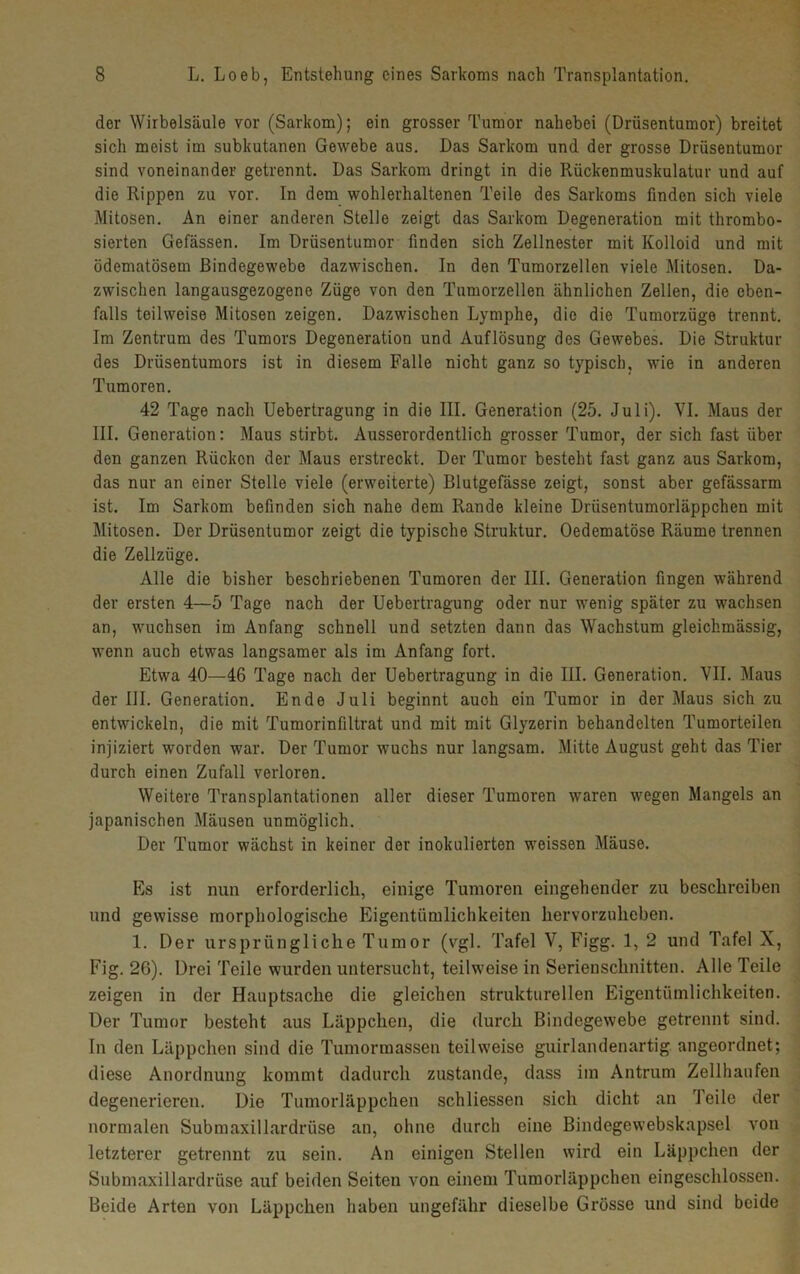 der Wirbelsäule vor (Sarkom); ein grosser Tumor nahebei (Drüsentumor) breitet sich meist im subkutanen Gewebe aus. Das Sarkom und der grosse Drüsentumor sind voneinander getrennt. Das Sarkom dringt in die Rückenmuskulatur und auf die Rippen zu vor. In dem wohlerhaltenen Teile des Sarkoms finden sich viele Mitosen. An einer anderen Stelle zeigt das Sarkom Degeneration mit thrombo- sierten Gefässen. Im Drüsentumor finden sich Zellnester mit Kolloid und mit ödematösem Bindegewebe dazwischen. In den Tumorzellen viele Mitosen. Da- zwischen langausgezogene Züge von den Tumorzellen ähnlichen Zellen, die eben- falls teilweise Mitosen zeigen. Dazwischen Lymphe, die die Tumorzüge trennt. Im Zentrum des Tumors Degeneration und Auflösung des Gewebes. Die Struktur des Drüsentumors ist in diesem Falle nicht ganz so typisch, wie in anderen Tumoren. 42 Tage nach Uebertragung in die III. Generation (25. Juli). VI. Maus der III. Generation: Maus stirbt. Ausserordentlich grosser Tumor, der sich fast über den ganzen Rücken der Maus erstreckt. Der Tumor besteht fast ganz aus Sarkom, das nur an einer Stelle viele (erweiterte) Blutgefässe zeigt, sonst aber gefässarm ist. Im Sarkom befinden sich nahe dem Rande kleine Drüsentumorläppchen mit Mitosen. Der Drüsentumor zeigt die typische Struktur. Oedematöse Räume trennen die Zellzüge. Alle die bisher beschriebenen Tumoren der III. Generation fingen während der ersten 4—5 Tage nach der Uebertragung oder nur wenig später zu wachsen an, wuchsen im Anfang schnell und setzten dann das Wachstum gleichmässig, wenn auch etwas langsamer als im Anfang fort. Etwa 40—46 Tage nach der Uebertragung in die III. Generation. VII. Maus der III. Generation. Ende Juli beginnt auch ein Tumor in der Maus sich zu entwickeln, die mit Tumorinfiltrat und mit mit Glyzerin behandelten Tumorteilen injiziert worden war. Der Tumor wuchs nur langsam. Mitte August geht das Tier durch einen Zufall verloren. Weitere Transplantationen aller dieser Tumoren waren wegen Mangels an japanischen Mäusen unmöglich. Der Tumor wächst in keiner der inokulierten weissen Mäuse. Es ist nun erforderlich, einige Tumoren eingehender zu beschreiben und gewisse morphologische Eigentümlichkeiten hervorzuheben. 1. Der ursprüngliche Tumor (vgl. Tafel V, Figg. 1, 2 und Tafel X, Fig. 26). Drei Teile wurden untersucht, teilweise in Serienschnitten. Alle Teile zeigen in der Hauptsache die gleichen strukturellen Eigentümlichkeiten. Der Tumor besteht aus Läppchen, die durch Bindegewebe getrennt sind. In den Läppchen sind die Tumormassen teilweise guirlandenartig angeordnet; diese Anordnung kommt dadurch zustande, dass im Antrum Zellhaufen degenerieren. Die Tumorläppchen schliessen sich dicht an Teile der normalen Submaxillardrüse an, ohne durch eine Bindegewebskapsel von letzterer getrennt zu sein. An einigen Stellen wird ein Läppchen der Submaxillardrüse auf beiden Seiten von einem Tumorläppchen eingeschlossen. Beide Arten von Läppchen haben ungefähr dieselbe Grösse und sind beide