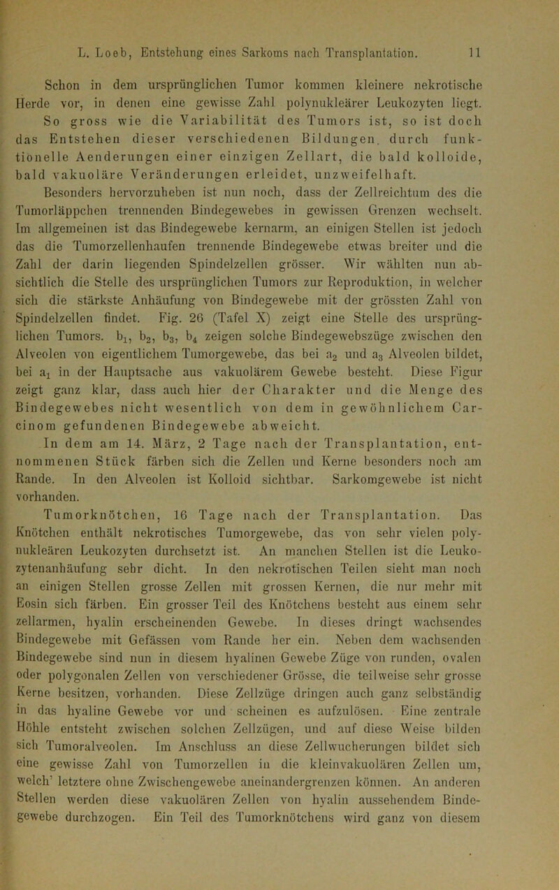 Schon in dem ursprünglichen Tumor kommen kleinere nekrotische Herde vor, in denen eine gewisse Zahl polynukleärer Leukozyten liegt. So gross wie die Variabilität des Tumors ist, so ist doch das Entstehen dieser verschiedenen Bildungen, durch funk- tionelle Aenderungen einer einzigen Zellart, die bald kolloide, bald vakuoläre Veränderungen erleidet, unzweifelhaft. Besonders hervorzuheben ist nun noch, dass der Zellreichtum des die Tumorläppchen trennenden Bindegewebes in gewissen Grenzen wechselt. Im allgemeinen ist das Bindegewebe kernarm, an einigen Stellen ist jedoch das die Tumorzellenhaufen trennende Bindegewebe etwas breiter und die Zahl der darin liegenden Spindelzellen grösser. Wir wählten nun ab- sichtlich die Stelle des ursprünglichen Tumors zur Reproduktion, in welcher sich die stärkste Anhäufung von Bindegewebe mit der grössten Zahl von Spindelzellen findet. Fig. 26 (Tafel X) zeigt eine Stelle des ursprüng- lichen Tumors. bl5 b2, b3, b4 zeigen solche Bindegewebszüge zwischen den Alveolen von eigentlichem Tumorgewebe, das bei a2 und a3 Alveolen bildet, bei a4 in der Hauptsache aus vakuolärem Gewebe besteht. Diese Figur zeigt ganz klar, dass auch hier der Charakter und die Menge des Bindegewebes nicht wesentlich von dem in gewöhnlichem Car- cinom gefundenen Bindegewebe abweicht. In dem am 14. März, 2 Tage nach der Transplantation, ent- nommenen Stück färben sich die Zellen und Kerne besonders noch am Rande. In den Alveolen ist Kolloid sichtbar. Sarkomgewebe ist nicht vorhanden. Tumorknötchen, 16 Tage nach der Transplantation. Das Knötchen enthält nekrotisches Tumorgewebe, das von sehr vielen poly- nukleären Leukozyten durchsetzt ist. An manchen Stellen ist die Leuko- zytenanhäufung sehr dicht. In den nekrotischen Teilen sieht man noch an einigen Stellen grosse Zellen mit grossen Kernen, die nur mehr mit Eosin sich färben. Ein grosser Teil des Knötchens besteht aus einem sehr zellarmen, hyalin erscheinenden Gewebe. In dieses dringt wachsendes Bindegewebe mit Gefässen vom Rande her ein. Neben dem wachsenden Bindegewebe sind nun in diesem hyalinen Gewebe Züge von runden, ovalen oder polygonalen Zellen von verschiedener Grösse, die teilweise sehr grosse Kerne besitzen, vorhanden. Diese Zellzüge dringen auch ganz selbständig in das hyaline Gewebe vor und scheinen es aufzulösen. Eine zentrale Höhle entsteht zwischen solchen Zellziigen, und auf diese Weise bilden sich Tumoralveolen. Im Anschluss an diese Zellwucherungen bildet sich eine gewisse Zahl von Tumorzellen in die kleinvakuolären Zellen um, welch' letztere ohne Zwischengewebe aneinandergrenzen können. An anderen Stellen werden diese vakuolären Zellen von hyalin aussehendem Binde- gewebe durchzogen. Ein Teil des Tumorknötchens wird ganz von diesem