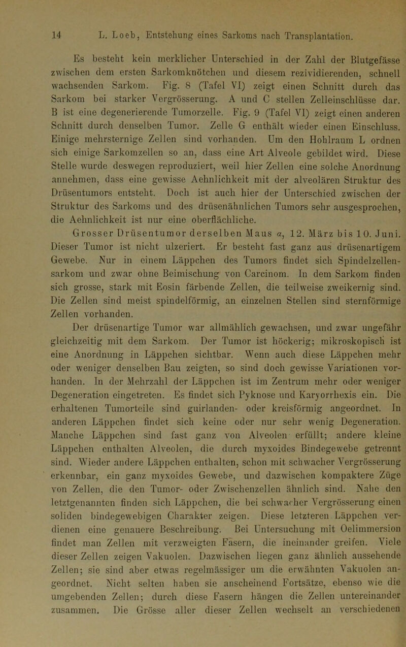 Es besteht kein merklicher Unterschied in der Zahl der Blutgefässe zwischen dem ersten Sarkomknötchen und diesem rezividierenden, schnell wachsenden Sarkom. Fig. 8 (Tafel VI) zeigt einen Schnitt durch das Sarkom bei starker Vergrösserung. A und C stellen Zelleinschlüsse dar. B ist eine degenerierende Tumorzelle. Fig. 9 (Tafel VI) zeigt einen anderen Schnitt durch denselben Tumor. Zelle G enthält wieder einen Einschluss. Einige mehrsternige Zellen sind vorhanden. Um den Hohlraum L ordnen sich einige Sarkomzellen so an, dass eine Art Alveole gebildet wird. Diese Stelle wurde deswegen reproduziert, weil hier Zellen eine solche Anordnung annehmen, dass eine gewisse Aehnlichkeit mit der alveolären Struktur des Drüsentumors entsteht. Doch ist auch hier der Unterschied zwischen der Struktur des Sarkoms und des drüsenähnlichen Tumors sehr ausgesprochen, die Aehnlichkeit ist nur eine oberflächliche. Grosser Drüsentumor derselben Maus a, 12. März bis 10. Juni. Dieser Tumor ist nicht ulzeriert. Er besteht fast ganz aus drüsenartigem Gewebe. Nur in einem Läppchen des Tumors findet sich Spindelzellen- sarkom und zwar ohne Beimischung von Carcinom. In dem Sarkom finden sich grosse, stark mit Eosin färbende Zellen, die teilweise zweikernig sind. Die Zellen sind meist spindelförmig, an einzelnen Stellen sind sternförmige Zellen vorhanden. Der drüsenartige Tumor war allmählich gewachsen, und zwar ungefähr gleichzeitig mit dem Sarkom. Der Tumor ist höckerig; mikroskopisch ist eine Anordnung in Läppchen sichtbar. Wenn auch diese Läppchen mehr oder weniger denselben Bau zeigten, so sind doch gewisse Variationen vor- handen. ln der Mehrzahl der Läppchen ist im Zentrum mehr oder weniger Degeneration eingetreten. Es findet sich Pyknose und Karyorrhexis ein. Die erhaltenen Tumorteile sind guirlanden- oder kreisförmig angeordnet. In anderen Läppchen findet sich keine oder nur sehr wenig Degeneration. Manche Läppchen sind fast ganz von Alveolen erfüllt; andere kleine Läppchen enthalten Alveolen, die durch myxoides Bindegewebe getrennt sind. Wieder andere Läppchen enthalten, schon mit schwacher Vergrösserung erkennbar, ein ganz myxoides Gewebe, und dazwischen kompaktere Züge von Zellen, die den Tumor- oder Zwischenzellen ähnlich sind. Nahe den letztgenannten finden sich Läppchen, die bei schwacher Vergrösserung einen soliden bindegewebigen Charakter zeigen. Diese letzteren Läppchen ver- dienen eine genauere Beschreibung. Bei Untersuchung mit Oelimmersion findet man Zellen mit verzweigten Fasern, die ineinander greifen. Viele dieser Zellen zeigen Vakuolen. Dazwischen liegen ganz ähnlich aussehende Zellen; sie sind aber etwas regelmässiger um die erwähnten Vakuolen an- geordnet. Nicht selten haben sie anscheinend Fortsätze, ebenso wie die umgebenden Zellen; durch diese Fasern hängen die Zellen untereinander zusammen. Die Grösse aller dieser Zellen wechselt an verschiedenen