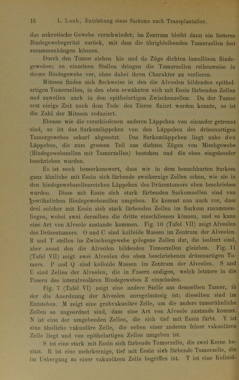das nekrotische Gewebe verschwindet; im Zentrum bleibt dann ein festeres Bindegewebegerüst zurück, mit dem die übrigbleibenden Tumorzellen fest Zusammenhängen können. Durch den Tumor ziehen hie und da Züge dichten lamellösen Binde- gewebes; an einzelnen Stellen dringen die Tumorzellen reihenweise in dieses Bindegewebe vor, ohne dabei ihren Charakter zu verlieren. Mitosen finden sich fleckweise in den die Alveolen bildenden epithel- artigen Tumorzellen, in den oben erwähnten sich mit Eosin färbenden Zellen und zuweilen auch in den epithelartigen Zwischenzellen. Da der Tumor erst einige Zeit nach dem Tode des Tieres fixiert werden konnte, so ist die Zahl der Mitosen reduziert. Ebenso wie die verschiedenen anderen Läppchen von einander getrennt sind, so ist das Sarkomläppchen von den Läppchen des drüsenartigen Tumorgewebes scharf abgesetzt. Das Sarkomläppchen liegt nahe den Läppchen, die zum grossen Teil aus dichten Zügen von Mischgewebe (Bindegewebszellen mit Tumorzellen) bestehen und die oben eingehender beschrieben wurden. Es ist noch bemerkenswert, dass wir in dem benachbarten Sarkom ganz ähnliche mit Eosin sich färbende zweikernige Zellen sehen, wie sie in den bindegewebszellenreichen Läppchen des Drüsentumors oben beschrieben wurden. Diese mit Eosin sich stark färbenden Sarkomzellen sind von gewöhnlichen Bindegew’ebszellen umgeben. Es kommt nun auch vor, dass drei solcher mit Eosin sich stark färbenden Zellen im Sarkom zusammen- liegcn, wobei zwei derselben die dritte einschliessen können, und so kann eine Art von Alveole zustande kommen. Fig. 10 (Tafel VII) zeigt Alveolen des Drüsentumors. 0 und C sind kolloide Massen im Zentrum der Alveolen. B und T stellen im Zwischengewebe gelegene Zellen dar, die isoliert sind, aber sonst den die Alveolen bildenden Tumorzellen gleichen. Fig. 11 (Tafel VII) zeigt zwei Alveolen des oben beschriebenen drüsenartigen Tu- mors. P und Q sind kolloide Massen im Zentrum der Alveolen. S und U sind Zellen der Alveolen, die in Fasern endigen, welch letztere in die Fasern des interalveolären Bindegewebes Z einmünden. Fig. 7 (Tafel VI) zeigt eine andere Stelle aus demselben Tumor, in der die Anordnung der Alveolen unregelmässig ist; dieselben sind im Entstehen. M zeigt eine grobvakuoläre Zelle, um die andere tumorähnliche Zellen so angeordnet sind, dass eine Art von Alveole zustande kommt. N ist eine der umgebenden Zellen, die sich tief mit Eosin färbt. V ist eine ähnliche vakuoläre Zelle, die neben einer anderen feiner vakuolären Zelle liegt und von epithelartigen Zellen umgeben ist. S ist eine stark mit Eosin sich färbende Tumorzelle, die zwei Kerne be- sitzt. R ist eine mehrkernige, tief mit Eosin sich färbende lumorzelle, die im Uebergang zu einer vakuolären Zelle begriffen ist. T ist eine Kolloid-