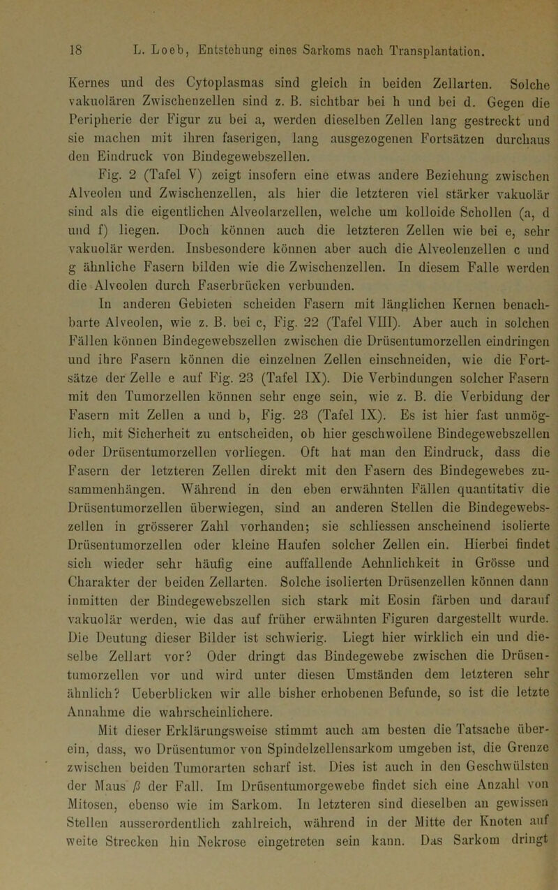 Kernes und des Cytoplasmas sind gleich in beiden Zellarten. Solche vakuolären Zwischenzellen sind z. ß. sichtbar bei h und bei d. Gegen die Peripherie der Figur zu bei a, werden dieselben Zellen lang gestreckt und sie machen mit ihren faserigen, lang ausgezogenen Fortsätzen durchaus den Eindruck von Bindegewebszellen. Fig. 2 (Tafel V) zeigt insofern eine etwas andere Beziehung zwischen Alveolen und Zwischenzellen, als hier die letzteren viel stärker vakuolär sind als die eigentlichen Alveolarzellen, welche um kolloide Schollen (a, d und f) liegen. Doch können auch die letzteren Zellen wie bei e, sehr vakuolär werden. Insbesondere können aber auch die Alveoleuzellen c und g ähnliche Fasern bilden wie die Zwischenzellen. In diesem Falle werden die Alveolen durch Faserbrücken verbunden. In anderen Gebieten scheiden Fasern mit länglichen Kernen benach- barte Alveolen, wie z. B. bei c, Fig. 22 (Tafel VIII). Aber auch in solchen Fällen können Bindegewebszellen zwischen die Drüsentumorzellen eindringen und ihre Fasern können die einzelnen Zellen einschneiden, wie die Fort- sätze der Zelle e auf Fig. 23 (Tafel IX). Die Verbindungen solcher Fasern mit den Tumorzellen können sehr enge sein, wie z. B. die Verbidung der Fasern mit Zellen a und b, Fig. 23 (Tafel IX). Es ist hier fast unmög- lich, mit Sicherheit zu entscheiden, ob hier geschwollene Bindegewebszellen oder Drüsentumorzellen vorliegen. Oft hat man den Eindruck, dass die Fasern der letzteren Zellen direkt mit den Fasern des Bindegewebes Zu- sammenhängen. Während in den eben erwähnten Fällen quantitativ die Drüsentumorzellen überwiegen, sind an anderen Stellen die Bindegewebs- zellen in grösserer Zahl vorhanden; sie schliessen anscheinend isolierte Drüsentumorzellen oder kleine Haufen solcher Zellen ein. Hierbei findet sich wieder sehr häufig eine auffallende Aehnlichkeit in Grösse und Charakter der beiden Zellarten. Solche isolierten Drüsenzellen können dann inmitten der Bindegewebszellen sich stark mit Eosin färben und darauf vakuolär werden, wie das auf früher erwähnten Figuren dargestellt wurde. Die Deutung dieser Bilder ist schwierig. Liegt hier wirklich ein und die- selbe Zellart vor? Oder dringt das Bindegewebe zwischen die Drüsen- tumorzellen vor und wird unter diesen Umständen dem letzteren sehr ähnlich? Ueberblicken wir alle bisher erhobenen Befunde, so ist die letzte Annahme die wahrscheinlichere. Mit dieser Erklärungsweise stimmt auch am besten die Tatsache über- ein, dass, wo Driiseutumor von Spindelzellensarkom umgeben ist, die Grenze zwischen beiden Tumorarten scharf ist. Dies ist auch in den Geschwülsten der Maus ß der Fall. Im Drüsentumorgewebe findet sich eine Anzahl von Mitosen, ebenso wie im Sarkom. In letzteren sind dieselben an gewissen Stellen ausserordentlich zahlreich, während in der Mitte der Knoten auf weite Strecken hin Nekrose eingetreten sein kann. Das Sarkom dringt