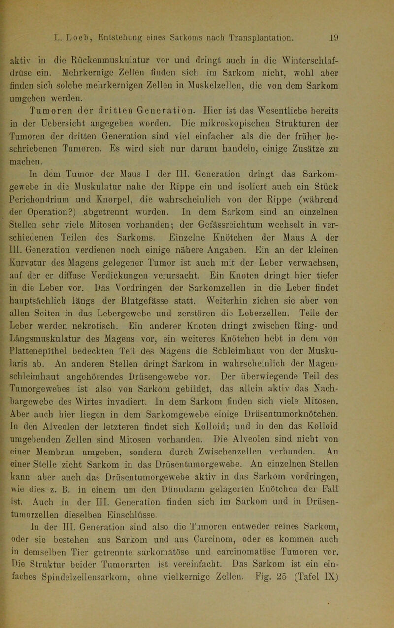 aktiv in die Riickenmusknlatur vor und dringt auch in die Winterschlaf- drüse ein. Mehrkernige Zellen finden sich im Sarkom nicht, wohl aber finden sich solche mehrkernigen Zellen in Muskelzellen, die von dem Sarkom umgeben werden. Tumoren der dritten Generation. Hier ist das Wesentliche bereits in der Uebersicht angegeben worden. Die mikroskopischen Strukturen der Tumoren der dritten Generation sind viel einfacher als die der früher be- schriebenen Tumoren. Es wird sich nur darum handeln, einige Zusätze zu machen. In dem Tumor der Maus I der III. Generation dringt das Sarkom- gewebe in die Muskulatur nahe der Rippe ein und isoliert auch ein Stück Pericliondrium und Knorpel, die wahrscheinlich von der Rippe (während der Operation?) abgetrennt wurden. In dem Sarkom sind an einzelnen Stellen sehr viele Mitosen vorhanden; der Gefässreichtum wechselt in ver- schiedenen Teilen des Sarkoms. Einzelne Knötchen der Maus A der III. Generation verdienen noch einige nähere Angaben. Ein an der kleinen Kurvatur des Mageus gelegener Tumor ist auch mit der Leber verwachsen, auf der er diffuse Verdickungen verursacht. Ein Knoten dringt hier tiefer in die Leber vor. Das Vordringen der Sarkomzellen in die Leber findet hauptsächlich längs der Blutgefässe statt. Weiterhin ziehen sie aber von allen Seiten in das Lebergewebe und zerstören die Leberzellen. Teile der Leber werden nekrotisch. Ein anderer Knoten dringt zwischen Ring- und Längsmuskulatur des Magens vor, ein weiteres Knötchen hebt in dem von Plattenepithel bedeckten Teil des Magens die Schleimhaut von der Musku- laris ab. An anderen Stellen dringt Sarkom in wahrscheinlich der Magen- schleimhaut angehörendes Drüsengewebe vor. Der überwiegende Teil des Tumorgewebes ist also von Sarkom gebildet, das allein aktiv das Nach- bargewebe des Wirtes invadiert. In dem Sarkom finden sich viele Mitosen. Aber auch hier liegen in dem Sarkomgewebe einige Drüsentumorknötchen. In den Alveolen der letzteren findet sich Kolloid; und in den das Kolloid umgebenden Zellen sind Mitosen vorhanden. Die Alveolen sind nicht von einer Membran umgeben, sondern durch Zwischenzellen verbunden. Au einer Stelle zieht Sarkom in das Drüsentumorgewebe. An einzelnen Stellen kann aber auch das Drüsentumorgewebe aktiv in das Sarkom Vordringen, wie dies z. B. in einem um den Dünndarm gelagerten Knötchen der Fall ist. Auch in der III. Generation finden sich im Sarkom und in Drüsen- tumorzellen dieselben Einschlüsse. ln der III. Generation sind also die Tumoren entweder reines Sarkom, oder sie bestehen aus Sarkom und aus Carcinom, oder es kommen auch in demselben Tier getrennte sarkomatöse und carcinomatöse Tumoren vor. Die Struktur beider Tumorarten ist vereinfacht. Das Sarkom ist ein ein- faches Spindelzellensarkom, ohne vielkernige Zellen. Fig. 25 (Tafel IX)