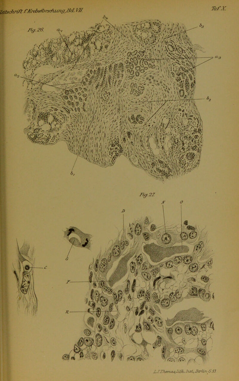 ’ldtschrift /'KrebstörschjUrig.Bd 17/. TafX. ■ > ; ' T °-3 Fig.27. c l.J. 2'/wmjis,lüF Inst., 3crhn.' S53