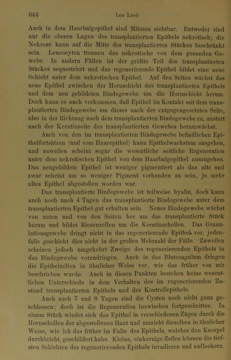 Auch in dem Haarbalgepithel sind Mitosen sichtbar. Entweder sind nur die oberen Lagen des transplantierten Epithels nekrotisch; die Nekrose kann auf die Mitte des transplantierten Stückes beschränkt sein. Leucocyten trennen das nekrotische von dem gesunden Ge- webe. In andern Fällen ist der größte Teil des transplantierten Stückes sequestriert und das regenerierende Epithel bildet eine neue Schicht unter dem nekrotischen Epithel. Auf den Seiten wächst das neue Epithel zwischen der Hornschicht des transplantierten Epithels und dem neu gebildeten Bindegewebe um die Hornschicht herum. Doch kann es auch Vorkommen, daß Epithel im Kontakt mit dem trans- plantierten Bindegewebe um dieses nach der entgegengesetzten Seite, also in der Richtung nach dem transplantierten Bindegewebe zu, anstatt nach der Keratinseite des transplantierten Gewebes herumwächst. Auch von den im transplantierten Bindegewebe befindlichen Epi- thelfortsätzen (und vom Haarepithel) kann Epithelwachstum ausgehen, und zuweilen scheint sogar die wesentliche seitliche Regeneration unter dem nekrotischen Epithel von dem Haarbalgepithel auszugehen. Das neugebildete Epithel ist weniger pigmentiert als das alte und zwar scheint um so weniger Pigment vorhanden zu sein, je mehr altes Epithel abgestoßen worden war. Das transplantierte Bindegewebe ist teilweise hyalin, doch kann auch noch nach 4 Tagen das transplantierte Bindegewebe unter dem transplantierten Epithel gut erhalten sein. Neues Bindegewebe wächst von unten und von den Seiten her um das transplantierte Stück herum und bildet Riesenzellen um die Keratinschollen. Das Granu- lationsgewebe dringt nicht in das regenerierende Epithel, vor, jeden- falls geschieht dies nicht in der großen Mehrzahl der Fälle. Zuweilen scheinen jedoch umgekehrt Zweige des regenerierenden Epithels in das Bindegewebe vorzudringen. Auch in das Blutcoagulum dringen die Epithelzellen in ähnlicher Weise vor, wie das früher von mir beschrieben wurde. Auch in diesen Punkten bestehen keine wesent- 'liclien Unterschiede in dem Verhalten des im regenerierenden Zu- stand transplantierten Epithels und des Kontrollepithels. Auch nach 7 und 8 Tagen sind die Cysten noch nicht ganz ge- schlossen; doch ist die Regeneration inzwischen fortgeschritten. In einem Stück windet sich das Epithel in verschiedenen Zügen durch die Hornschollen der abgestoßeneu Haut und umzieht dieselben in ähnlicher Weise, wie ich das früher im Falle des Epithels, welches den Knorpel durchbricht, geschildert habe. Kleine, einkernige Zellen können die tief- sten Schickten des regenerierenden Epithels invadieren und auflockern.