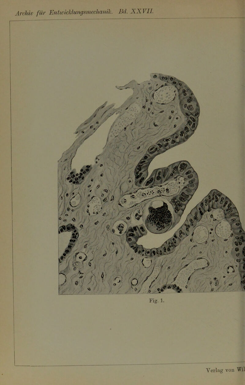 Archiv für Entwicldungsmechanik. Bel. XXVII. Fig. 1.