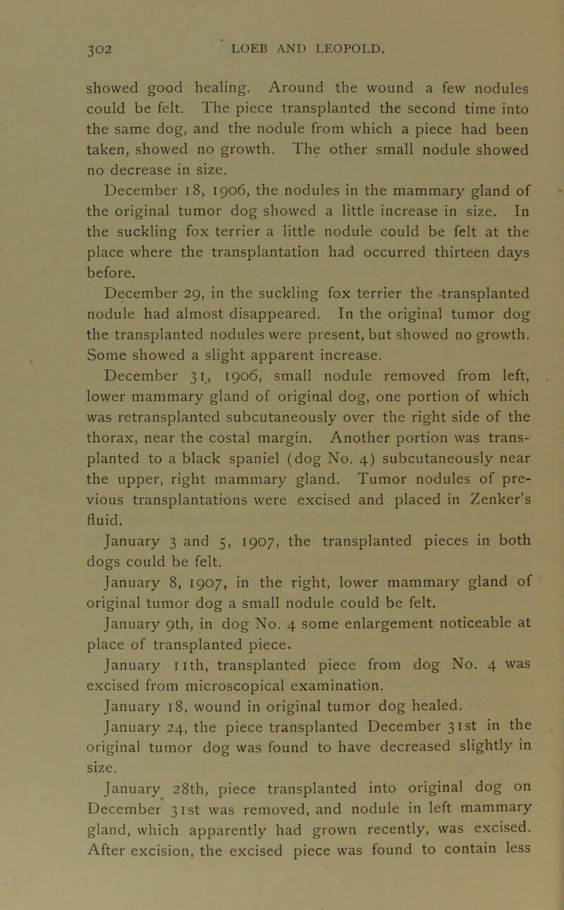 showed good healing. Around the wound a few nodules could be felt. The piece transplanted the second time into the same dog, and the nodule from which a piece had been taken, showed no growth. The other small nodule showed no decrease in size. December 18, 1906, the nodules in the mammary gland of the original tumor dog showed a little increase in size. In the suckling fox terrier a little nodule could be felt at the place where the transplantation had occurred thirteen days before. December 29, in the suckling fox terrier the transplanted nodule had almost disappeared. In the original tumor dog the transplanted nodules were present, but showed no growth. Some showed a slight apparent increase. December 31, 1906, small nodule removed from left, lower mammary gland of original dog, one portion of which was retransplanted subcutaneously over the right side of the thorax, near the costal margin. Another portion was trans- planted to a black spaniel (dog No. 4) subcutaneously near the upper, right mammary gland. Tumor nodules of pre- vious transplantations were excised and placed in Zenker’s fluid. January 3 and 5, 1907, the transplanted pieces in both dogs could be felt. January 8, 1907, in the right, lower mammary gland of original tumor dog a small nodule could be felt. January 9th, in dog No. 4 some enlargement noticeable at place of transplanted piece. January 11th, transplanted piece from dog No. 4 was excised from microscopical examination. January 18, wound in original tumor dog healed. January 24, the piece transplanted December 31st in the original tumor dog was found to have decreased slightly in size. January 28th, piece transplanted into original dog on December 31st was removed, and nodule in left mammary gland, which apparently had grown recently, was excised. After excision, the excised piece was found to contain less