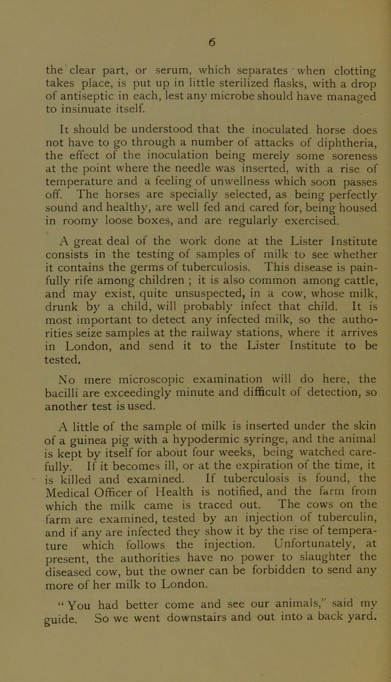 the clear part, or serum, which separates when clotting takes place, is put up in little sterilized flasks, with a drop of antiseptic in each, lest any microbe should have managed to insinuate itself. It should be understood that the inoculated horse does not have to go through a number of attacks of diphtheria, the effect of the inoculation being merely some soreness at the point where the needle was inserted, with a rise of temperature and a feeling of unwellness which soon passes off. The horses are specially selected, as being perfectly sound and healthy, are well fed and cared for, being housed in roomy loose boxes, and are regularly exercised. A great deal of the work done at the Lister Institute consists in the testing of samples of milk to see whether it contains the germs of tuberculosis. This disease is pain- fully rife among children ; it is also common among cattle, and may exist, quite unsuspected, in a cow, whose milk, drunk by a child, will probably infect that child. It is most important to detect any infected milk, so the autho- rities seize samples at the railway stations, where it arrives in London, and send it to the Lister Institute to be tested. No mere microscopic examination will do here, the bacilli are exceedingly minute and difficult of detection, so another test is used. A little of the sample of milk is inserted under the skin of a guinea pig with a hypodermic syringe, and the animal is kept by itself for about four weeks, being watched care- fully. If it becomes ill, or at the expiration of the time, it is killed and examined. If tuberculosis is found, the Medical Officer of Health is notified, and the farm from which the milk came is traced out. The cows on the farm are examined, tested by an injection of tuberculin, and if any are infected they show it by the rise of tempera- ture which follows the injection. Unfortunately, at present, the authorities have no power to slaughter the diseased cow, but the owner can be forbidden to send any more of her milk to London. “ You had better come and see our animals,” said my euide. So we went downstairs and out into a back yard.