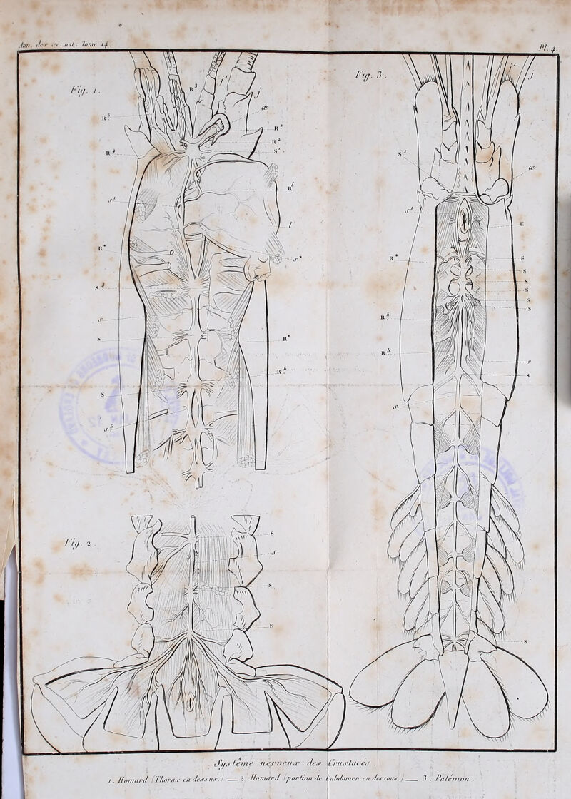 Jnn. Je<r o'e.nal. Tome 14 ■ 1. JIomaM (ThoniiV en dessus. ! 2. llomdrd (portion de t'abdomen en dessous. / ,‘i , Pa ïen ion .