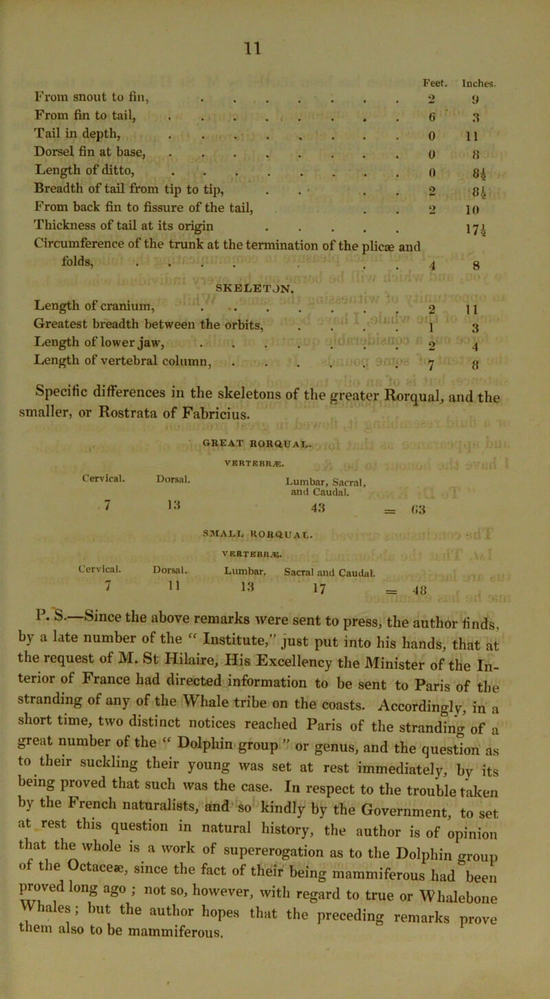 From snout to fin, .... Feet. o Inches. y From fin to tail, C 3 Tail in depth, 0 11 Dorset fin at base, 0 3 Length of ditto, 0 84 Breadth of tail from tip to tip, 2 84 From back fin to fissure of the tail, 2 10 Thickness of tail at its origin ... 174 Circumference of the trunk at the termination of the plicae and folds, .... 4 8 SKELETON. Length of cranium, . . 2 11 Greatest breadth between the orbits, j 3 Length of lower jaw, .... . . . 2 4 Length of vertebral column, . 7 8 Specific differences in the skeletons of the nailer, or Rostrata of Fabricius. greater Rorqual, and the GREAT RORQUAL. VBRTRBR*. Cervical. Dorsal. Lumbar, Sacral, and Caudal. 7 13 43 = (;3 SMALL RORQUAL. VERTEBRA Cervical. Dorsal. Lumbar. Sacral and Caudal. 7 11 13 17 = 48 P. S—Since the above remarks were sent to press, the author finds, by a late number of the  Institute,” just put into his hands, that at the request of M. St Hilaire, His Excellency the Minister of the In- terior of France had directed information to be sent to Paris of the stranding of any of the Whale tribe on the coasts. Accordingly, in a short time, two distinct notices reached Paris of the stranding of a great number of the “ Dolphin group ” or genus, and the question as to their suckling their young was set at rest immediately, by its being proved that such was the case. In respect to the trouble taken by the French naturalists, and so kindly by the Government, to set at rest this question in natural history, the author is of opinion that the whole is a work of supererogation as to the Dolphin group o the Octaceac, since the fact of their being mammiferous had been proved long ago ; not so, however, with regard to true or Whalebone Whales; but the author hopes that the preceding remarks prove them also to be mammiferous.