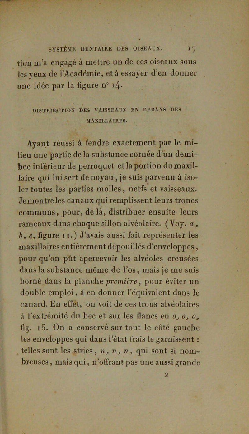 tion m’a engagé à mettre un de ces oiseaux sous les yeux de l’Académie, et à essayer d’en donner une idée par la figure n° i4* DISTRIBUTION DES VAISSEAUX EN DEDANS DES MAXILLAIRES. ' .1 Ayant réussi à fendre exactement par le mi- lieu une partie de la substance cornée d’un demi- bec inférieur de perroquet et la portion du maxil- laire qui lui sert de noyau , je suis parvenu à iso- ler toutes les parties molles, nerfs et vaisseaux. Jemontreles canaux qui remplissent leurs troncs communs, pour, de là, distribuer ensuite leurs rameaux dans chaque sillon alvéolaire. (Voy. a, !)_, c, figure 11.) J’avais aussi fait représenter les maxillaires entièrement dépouillés d’enveloppes, pour qu’on pût apercevoir les alvéoles creusées dans la substance même de l’os, mais je me suis borné dans la planche première, pour éviter un double emploi, à en donner l’équivalent dans le canard. En effet, on voit de ces trous alvéolaires à l’extrémité du bec et sur les flancs en o3 o, o, fig. i5. On a conservé sur tout le côté gauche les enveloppes qui dans letat frais le garnissent : . telles sont les stries, n, rij n, qui sont si nom- breuses , mais qui, n’offrant pas une aussi grande 2