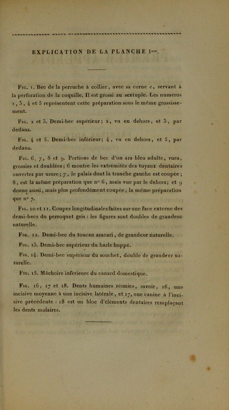 EXPLICATION DE LA PLANCHE 1«. Fig. î. Bec de la perruche à collier, avec sa corne c, servant à la perforation de la coquille. Il est grossi au sextuple. Les numéros , 3,4 fit 5 représentent cette préparation sous le même grossisse- ment. Fig. a et 5. Demi-bec supérieur; 2, vu en dehors, et 3, par dedans. Fig. 4 et 5. Demi-bec inférieur; 4i vu en dehors, et 5, par dedans. Fig. 6, 7, 8 et 9. Portions de bec d’un ara bleu adulte, vues, grossies et doublées; 6 montre les extrémités des tuyaux dentaires ouvertes par usure; 7, le palais dont la tranche gauche est coupée ; 8, est la même préparation que n° 6, mais vue par le dehors; et 9 donne aussi, mais plus profondément coupée ; la même préparation que n° 7. Fig. 10 et 11. Coupes longitudinales faites surnne face externe des demi-becs du perroquet gris : les figures sont doubles de grandeur naturelle. Fig. 12. Demi-bec du toucan aracari, de grandeur naturelle, Fig. i3. Demi-bec supérieur du harle huppé. Fig. i4. Demi-bec supérieur du souchet, double de grandeur na- turelle. Fig. i5. Mâchoire inférieure du canard domestique. Fie. 16, 17 et 18. Dents humaines réunies, savoir, 16, une incisive moyenne à une incisive latérale, et 17, une canine à l’inci- sive précédente : 18 est un bloc d’éléments dentaires remplaçant les dents molaires.