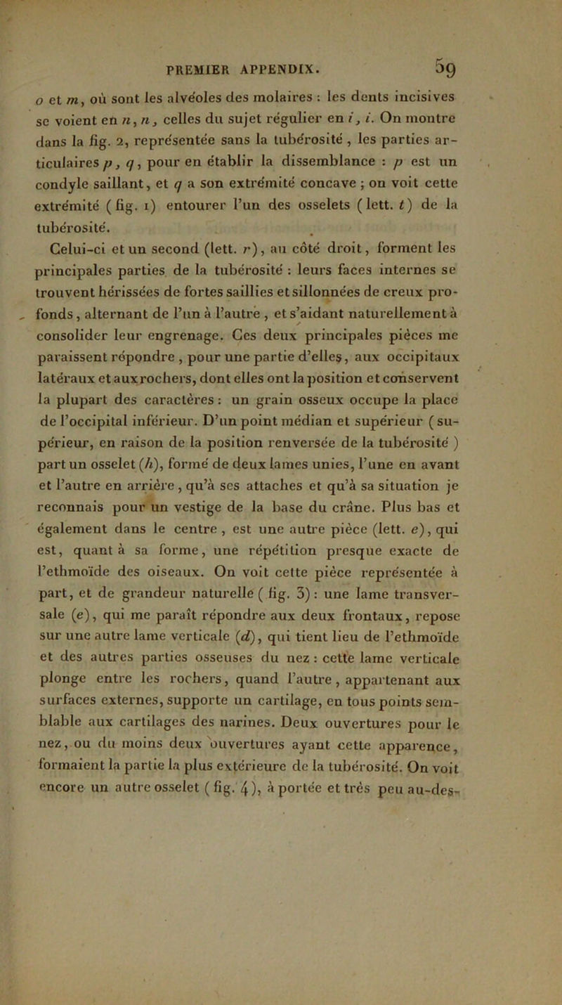 o et my où sont les alvéoles des molaires : les dents incisives sc voient en n, n, celles du sujet régulier en i, i. On montre dans la iîg. 2, représentée sans la tubérosité , les parties ar- ticulaires p, q, pour en établir la dissemblance : p est un condyle saillant, et q a son extrémité concave ; on voit cette extrémité (lig. i) entourer l’un des osselets ( lett. t) de la tubérosité. Celui-ci et un second (lett. r), au côté droit, forment les principales parties de la tubérosité : leurs faces internes se trouvent hérissées de fortes saillies et sillonnées de creux pro- fonds , alternant de l’un à l’autre , et s’aidant naturellement à ✓ consolider leur engrenage. Ces deux principales pièces me paraissent répondre , pour une partie d’elles, aux occipitaux latéraux et aux rochers, dont elles ont la position et conservent la plupart des caractères : un grain osseux occupe la place de l’occipital inférieur. D’un point médian et supérieur (su- périeur, en raison de la position renversée de la tubérosité ) part un osselet (h), formé de deux lames unies, l’une en avant et l’autre en arrière , qu’à scs attaches et qu’à sa situation je reconnais pour un vestige de la base du crâne. Plus bas et également dans le centre , est une autre pièce (lett. e), qui est, quant à sa forme, une répétition presque exacte de l’ethmoïde des oiseaux. On voit cette pièce représentée à part, et de grandeur naturelle ( fi g. 3): une lame transver- sale (e), qui me paraît répondre aux deux frontaux, repose sur une autre lame verticale (d), qui tient lieu de l’ethmoïde et des autres parties osseuses du nez : cette lame verticale plonge entre les rochers, quand l’autre, appartenant aux surfaces externes, supporte un cartilage, en tous points sem- blable aux cartilages des narines. Deux ouvertures pour le nez, ou du moins deux ouvertures ayant cette apparence, formaient la partie la plus extérieure de la tubérosité. On voit