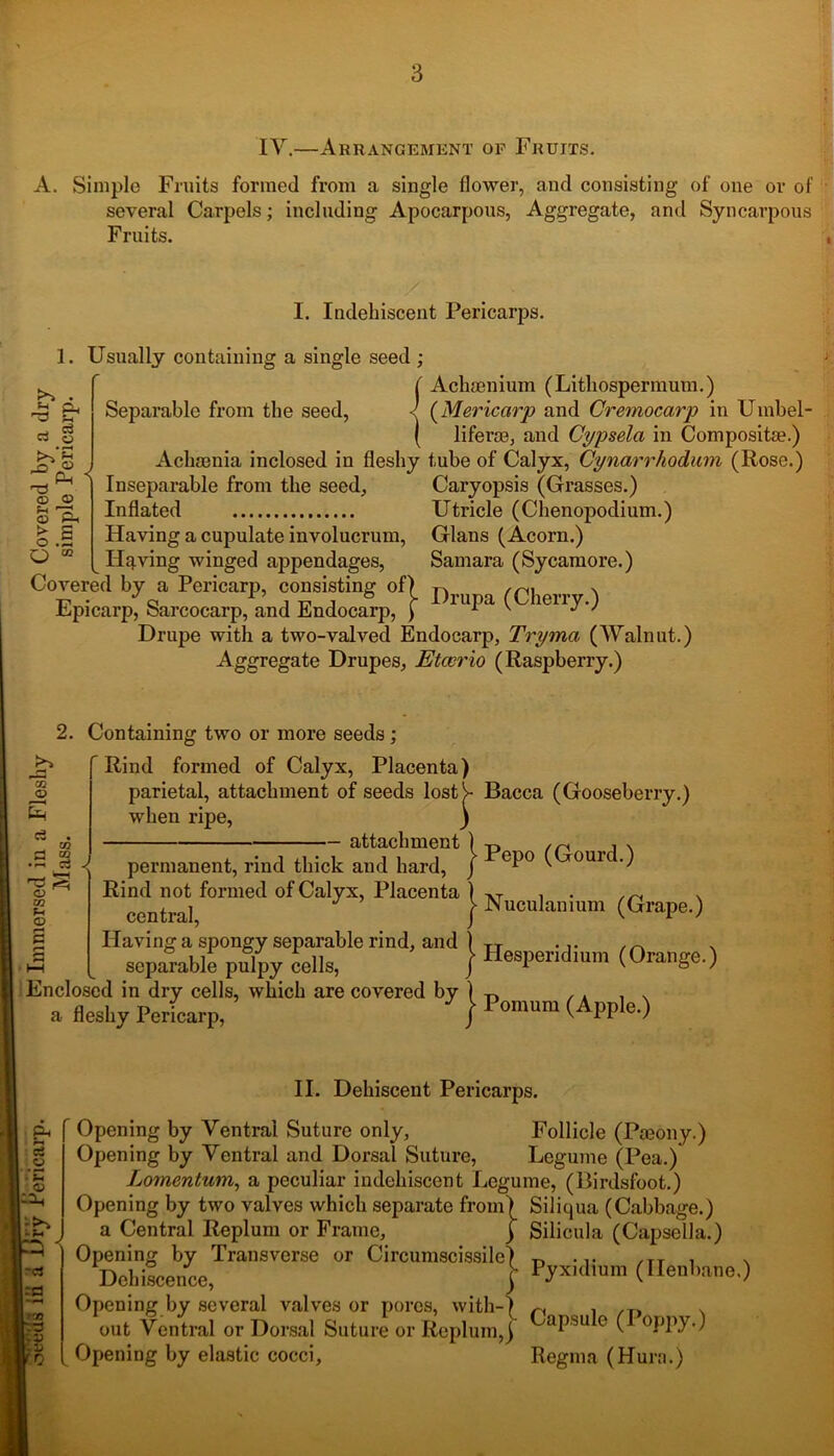 IY.—Arrangement oe Fruits. A. Simple Fruits formed from a single flower, and consisting of one or of several Carpels; including Apocarpous, Aggregate, and Syncarpous Fruits. I. Indehiscent Pericarps. £*** . 45 Oh a o Js a> Ph <X> © © Ph > S o .55 O “ Separable from the seed, 1. Usually containing a single seed ; ( Achaenium (Lithospermum.) •' (Mericarp and Cremocarp in Uinbel- ( liferte, and Cypsela in Composite.) Achaenia inclosed in fleshy tube of Calyx, Cynarrhodum (Rose.) Inseparable from the seed, Caryopsis (Grasses.) Inflated Utricle (Chenopodium.) Having a cupulate involucrum, Gians (Acorn.) Having winged appendages, Samara (Sycamore.) Covered by a Pericarp, consisting of) p. , . Epicarp, Sarcocarp, and Endocarp, } 1UPa * ieliyv Drupe with a two-valved Endocarp, Tryma (AValnut.) Aggregate Drupes, Etcerio (Raspberry.) 2. Containing two or more seeds ; Rind formed of Calyx, Placenta) parietal, attachment of seeds lostV- Bacca (Gooseberry.) when ripe, ) — attachment ) OQ <D s c3 . . w .a § j cn F-t O £ r-> a permanent, rind thick and hard, J ^P0 (C*0U1d-) Rind not formed of Calyx, Placenta ) ^ . central, } Nuculanmm (Grape.) Having a spongy separable rind, and ) TT ... . separable pulpy cells, / Heependram (Orauge.) Enclosed in dry cells, which are covered by ) y, , . , . a fleshy Pericarp, ) Pomum (APPle-) Ph ~ w •’E © -1h j -;h -Cj ra © 0 II. Dehiscent Pericarps. Opening by Ventral Suture only, Follicle (Poeony.) Opening by Ventral and Dorsal Suture, Legume (Pea.) Lomentum, a peculiar indehiscent Legume, (Birdsfoot.) Opening by two valves which separate from) Siliqua (Cabbage.) a Central Replum or Frame, j Silicula (Capsella.) Opening by Transverse or Circumscissile) y, ... ,rr , N Dehiscence, | Pyxulium (Henbane.) Opening by several valves or pores, with-) r. , . cut Ventral or Dorsal Suture or Replum J CaPsule (PW-) Opening by elastic cocci, Regina (Hurn.)