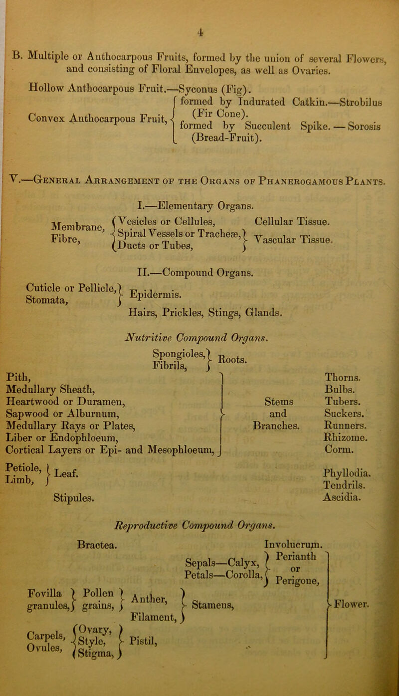4? B. Multiple or Anthocarpous Fruits, formed by the union of several Flowers, and consisting of Floral Envelopes, as well as Ovaries. Hollow Anthocarpous Fruit.—Syconus (Fig). f formed by Indurated Catkin.—Strobilus Convex Anthocarpous Fruit, < c (Fn C°ne). formed by Succulent Spike. — Sorosis (Bread-Fruit). V.—General Arrangement of the Organs of Phanerogamous Plants. Membrane, Fibre, I.—Elementary Organs. ( Vesicles or Cellules, -< Spiral Vessels or Tracheae,) (Ducts or Tubes, ) Cellular Tissue. Vascular Tissue. II.—Compound Organs. Cuticle or Pellicle, Stomata, j- Epidermis. Hairs, Prickles, Stings, Glands. Nutritive Compound Organs. Spongioles,) R Fibrils, Y n00tS- Pith, Medullary Sheath, Heartwood or Duramen, Sapwood or Alburnum, Medullary Rays or Plates, Liber or Endophloeum, Cortical Layers or Epi- and Mesophloeum, Petiole, ) T c T . , ’ } Lear, lamb, J Stipules. Stems and Branches. Thorns. Bulbs. Tubers. Suckers. Runners. Rhizome. Corm. Phyllodia. Tendrils. Ascidia. Reproductive Compound Organs. Bractea. Fovilla ) Pollen ( granules,) grains, j Carpels, Ovules, (Ovary, ) •] Style, ( (Stigma,) Anther, Filament, Pistil, Sepals—Calyx, Petals—Corolla, Involucrujn. ) Perianth >- or ) Perigoue, Stamens, ► Flower.