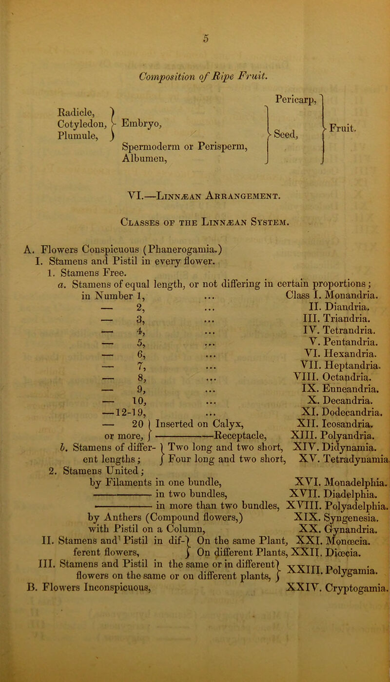 Composition of Ripe, Fruit. Radicle, Cotyledon, Plumule, Spermoderm or Perisperm, Albumen, Pericarp, ► Seed, ► Fruit. VI.—Linn^ean Arrangement. Classes of the Linn^ean System. A. Flowers Conspicuous (Phanerogamia.) I. Stamens and Pistil in every flower. 1. Stamens Free. a. Stamens of equal length, or not differing in certain proportions; in Number 1, 2 or more, J b. Stamens of differ ent lengths; 2. Stamens United; 5 3, 4, 5, 6, 7, 8, 9, 10, 12-19, 20 ( Inserted on Calyx, Receptacle, Class I. Monandria. II. Diandria. III. Triandria. IV. Tetrandria. V. Pentandria. VI. Hexandria. VII. Heptandria. VIII. Octandria. IX. Enneandria. X. Decandria. XI. Dodecandria. XII. Icosandria. XIII. Polyandria. ) Two long and two short, XIV. Diclynamia. J Four long and two short, XV. Tetradynamia, by Filaments in one bundle, XVI. Monadelphia. in two bundles, XVII. Diadelphia. in more than two bundles, XVIII. Polyadelphia. by Anthers (Compound flowers,) XIX. Syngenesia. with Pistil on a Column, XX. Gynandria. Stamens and1 Pistil in dif-) On the same Plant, XXL Moncecia. ferent flowers, j On different Plants, XXII. Dioecia. III. Stamens and Pistil in the same or in different) II B. micuo ciiAu. loin in me ociiiic; vji in U.111UIC11L r yYTTT D 1 # flowers on the same or on different plants, ) * 0 ySamia* Flowers Inconspicuous, XXIV. Cryptogamia.